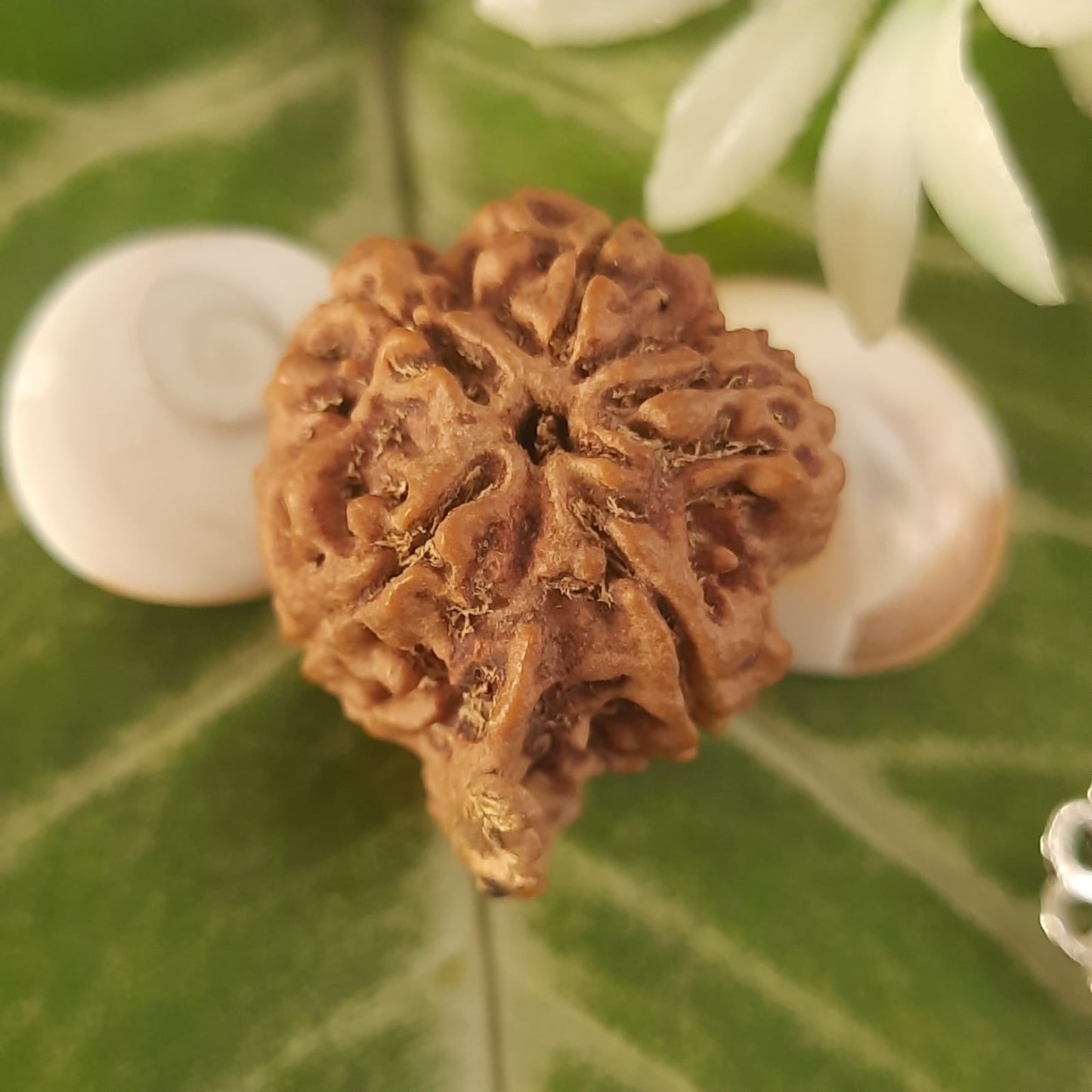 Ganesh Mukhi Nepal Rudraksha