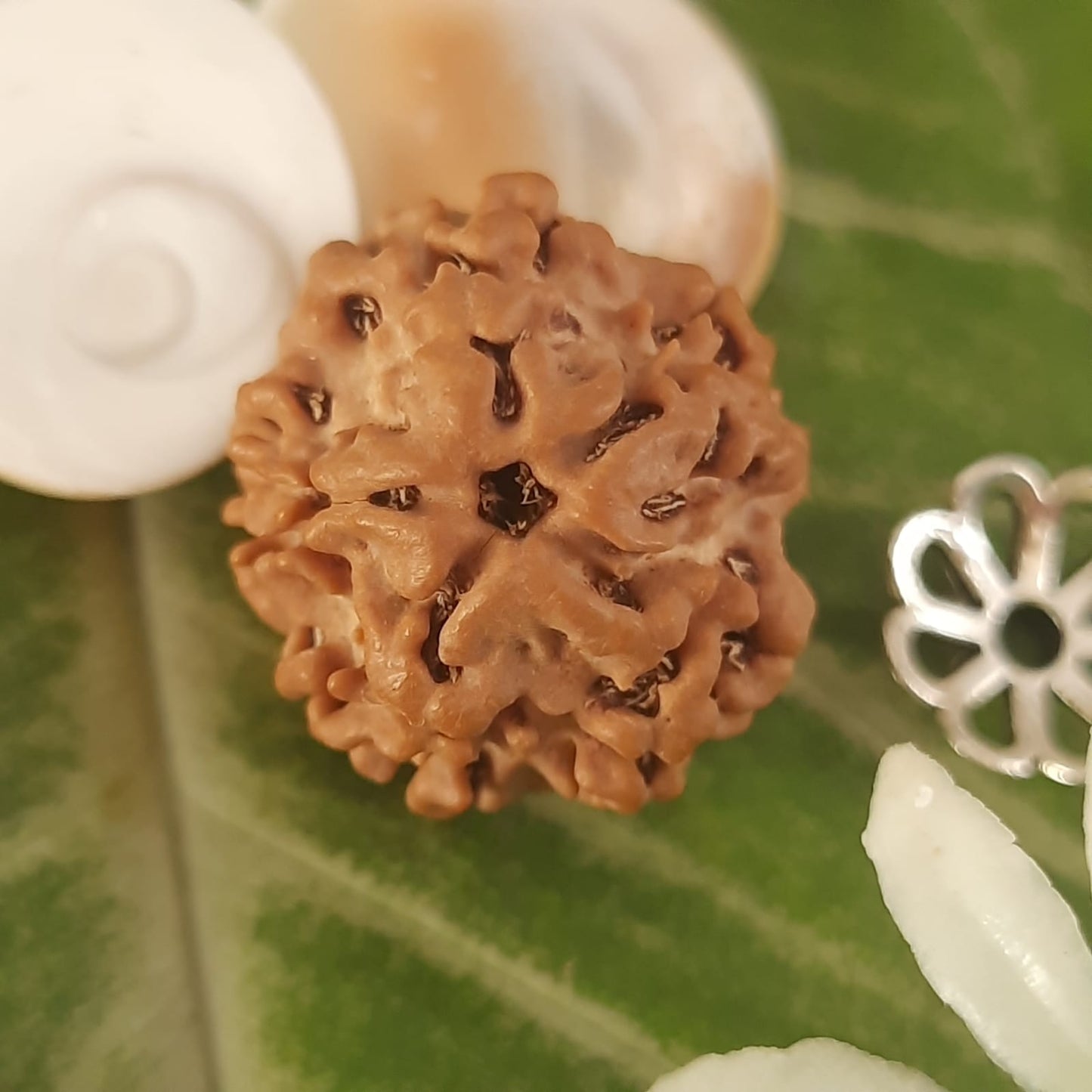 Unmukhi Rudraksha bead 2.45 gram photographed with visible surface patterns