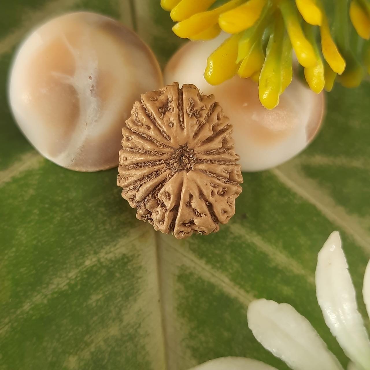 14 mukhi / fourteen face java rudraksha