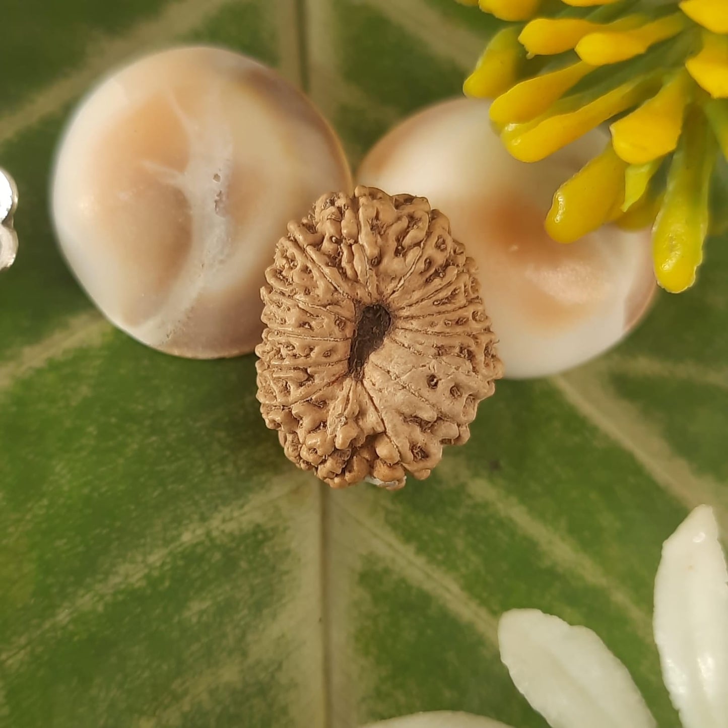 14 mukhi / fourteen face java rudraksha