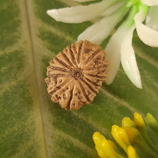 14 mukhi / fourteen face java rudraksha