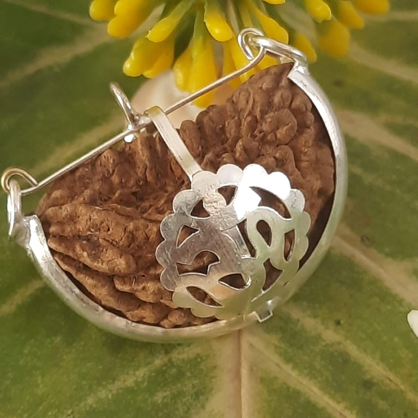 Ek Mukhi Kaju / One Face Halfmoon Rudraksha (South India)