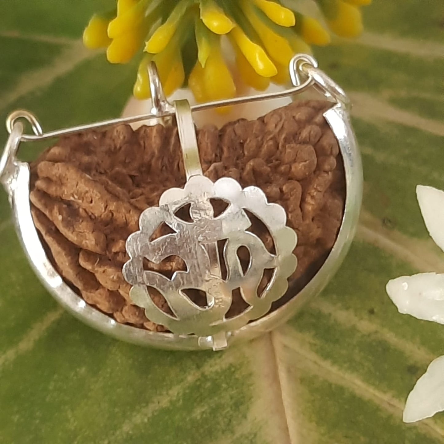 Ek Mukhi Kaju / One Face Halfmoon Rudraksha (South India)