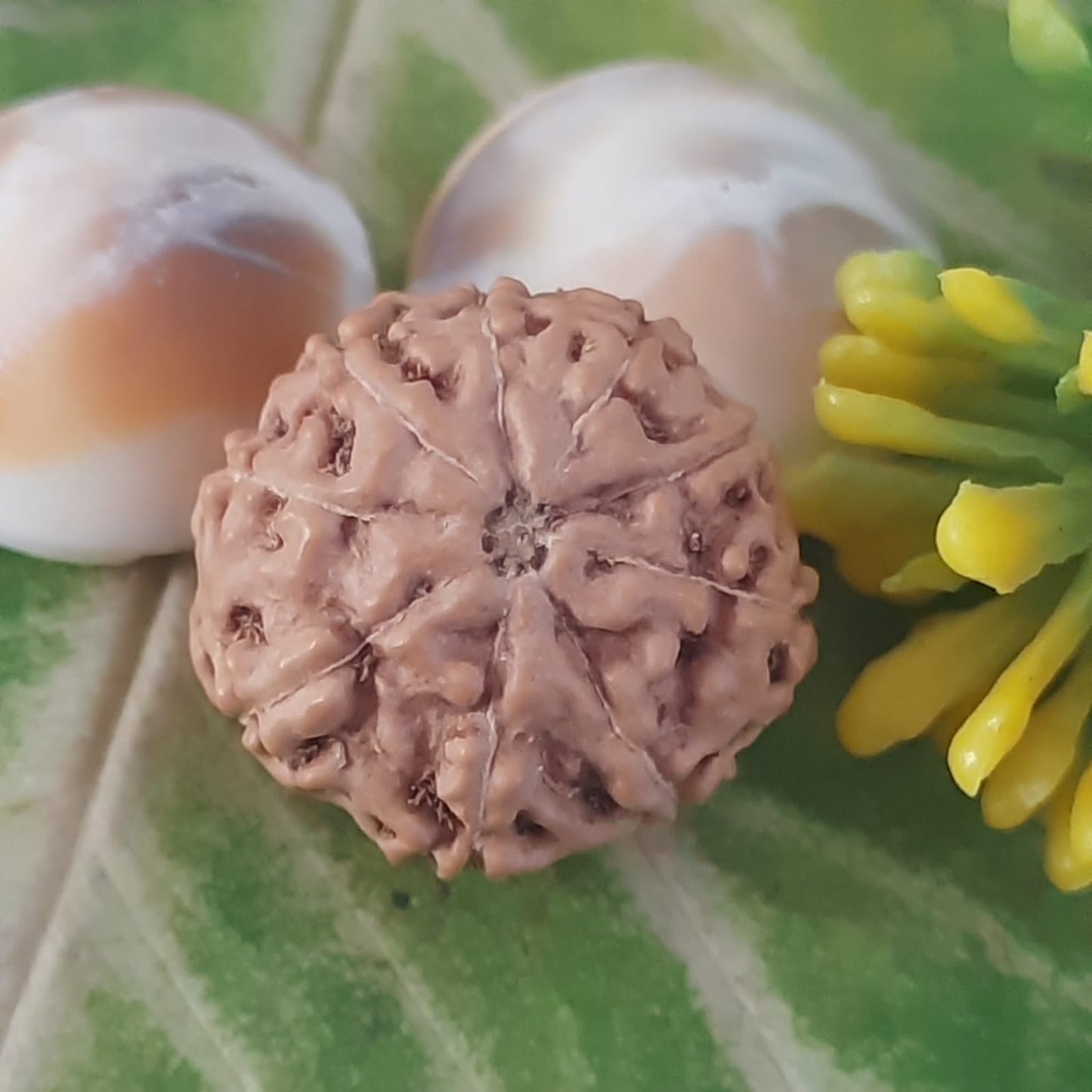 9 Mukhi / Nine face Java Rudraksha 16mm plus