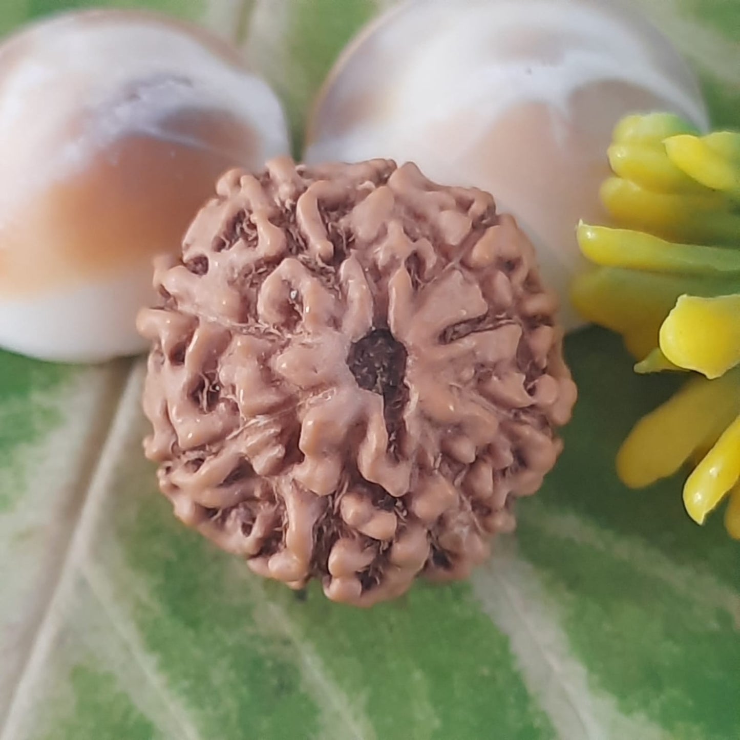 9 Mukhi / Nine face Java Rudraksha 16mm plus