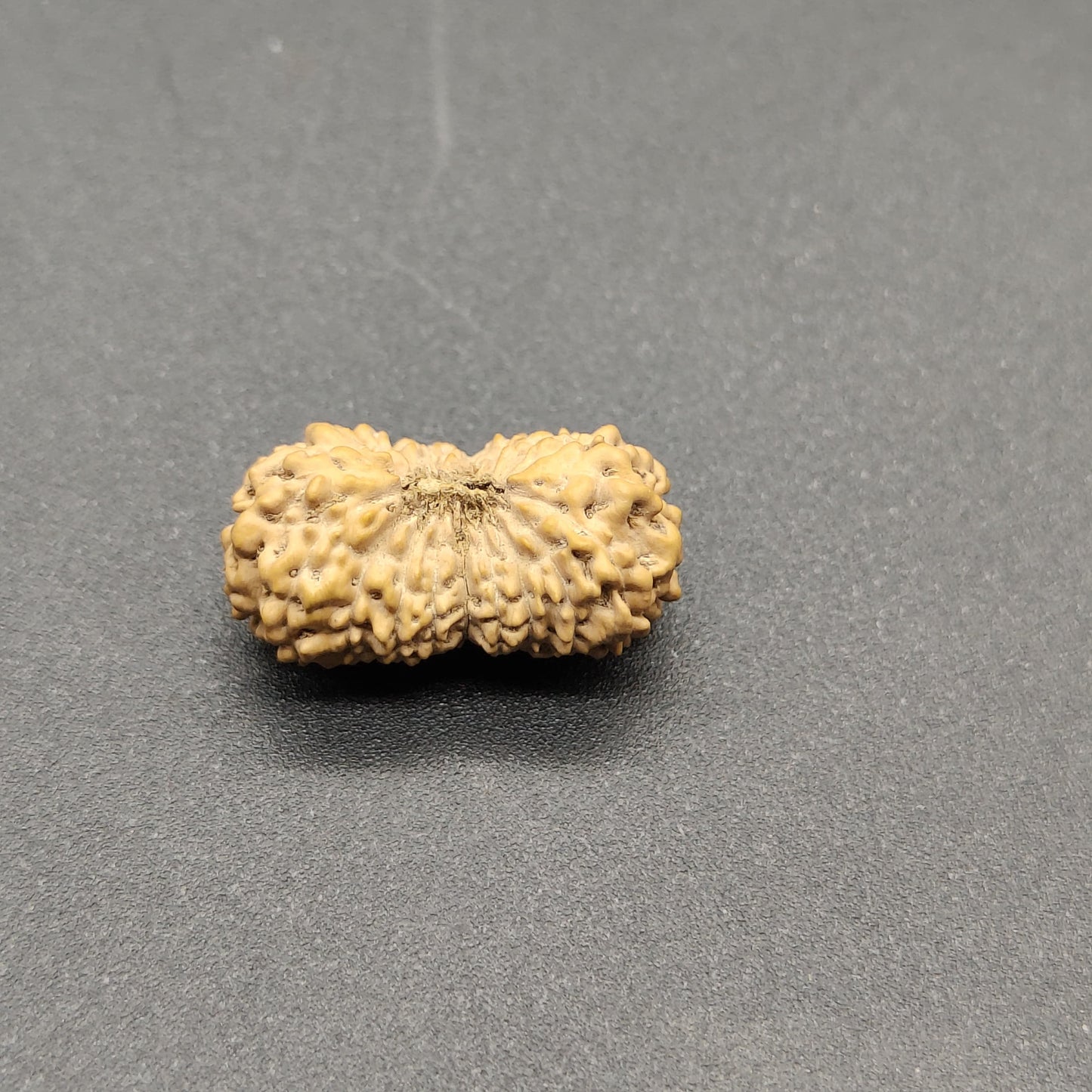 19 Mukhi / Nineteen Face Java Rudraksha 18.57mm
