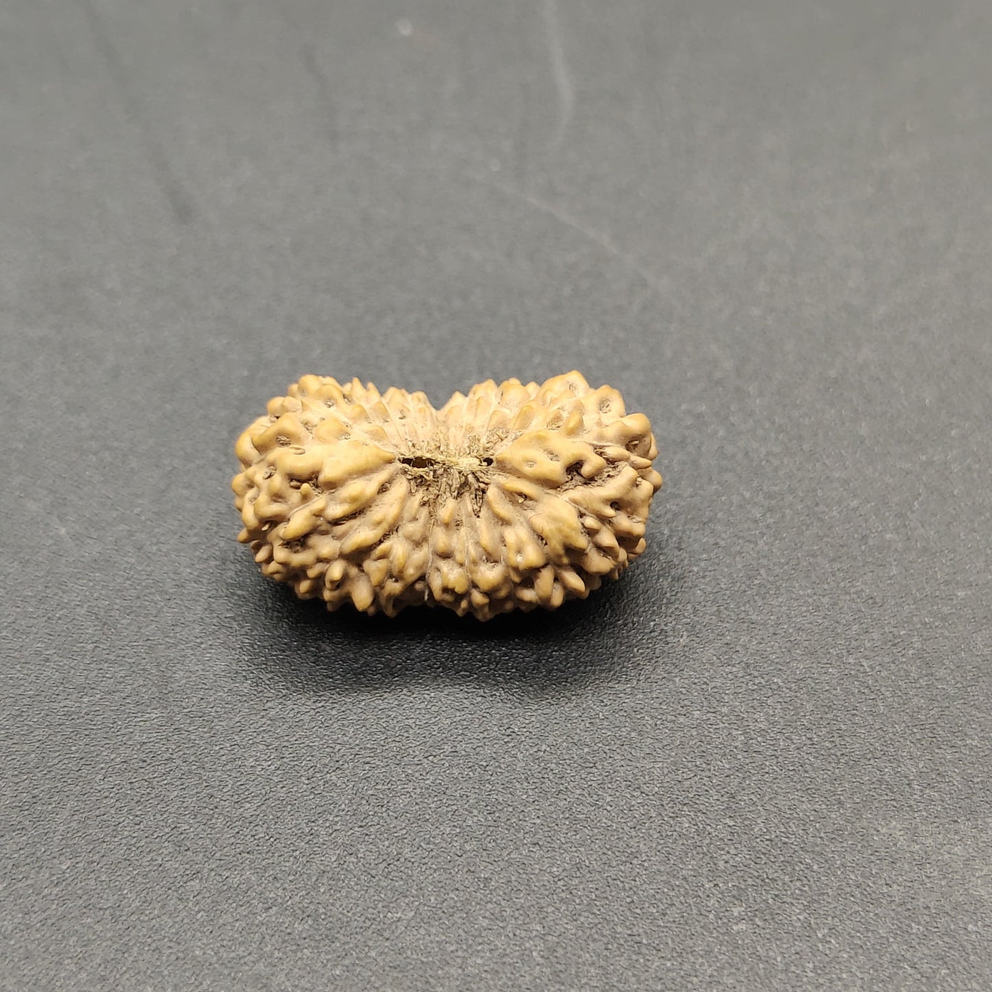 19 Mukhi / Nineteen Face Java Rudraksha 18.57mm