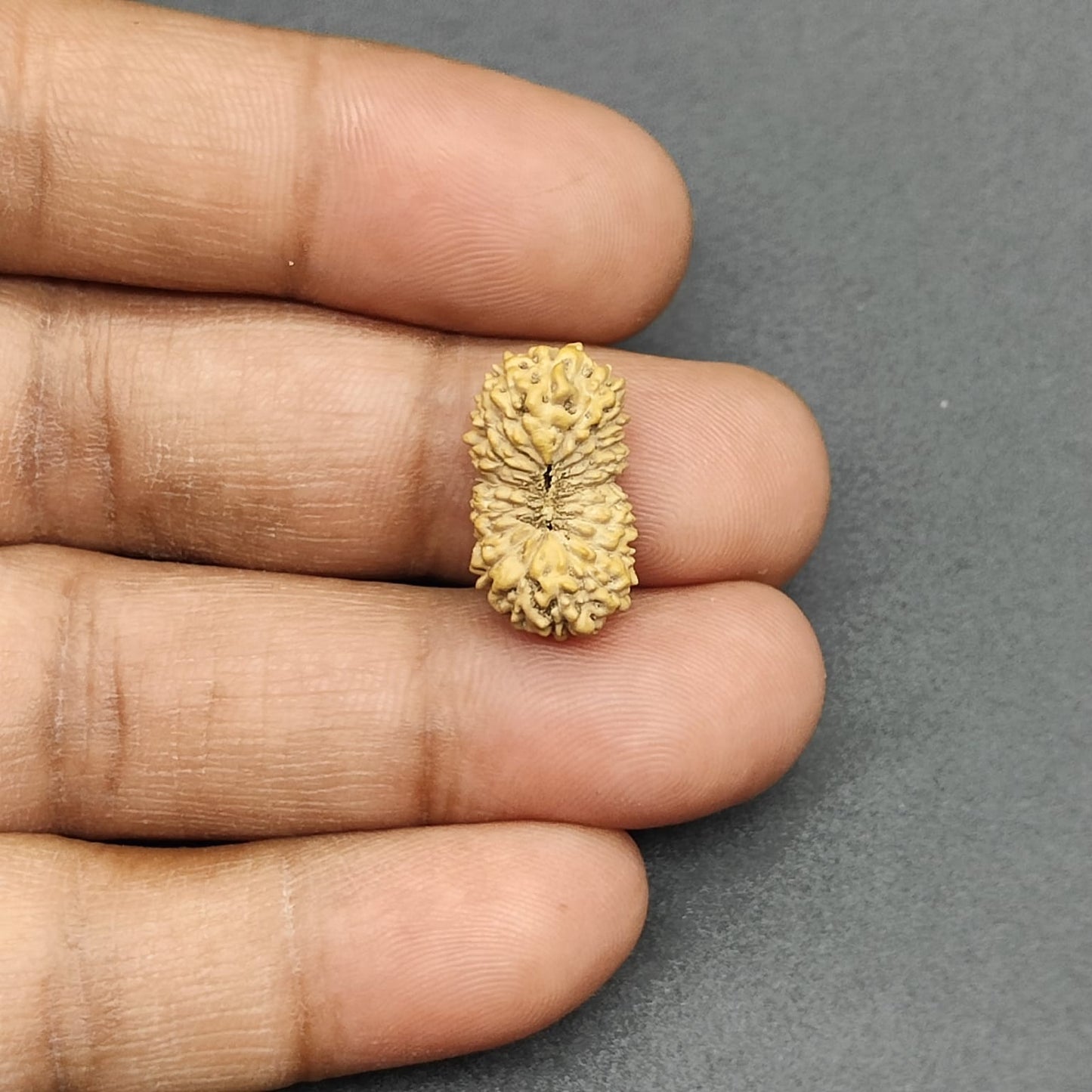 19 Mukhi / Nineteen Face Java Rudraksha 18.57mm