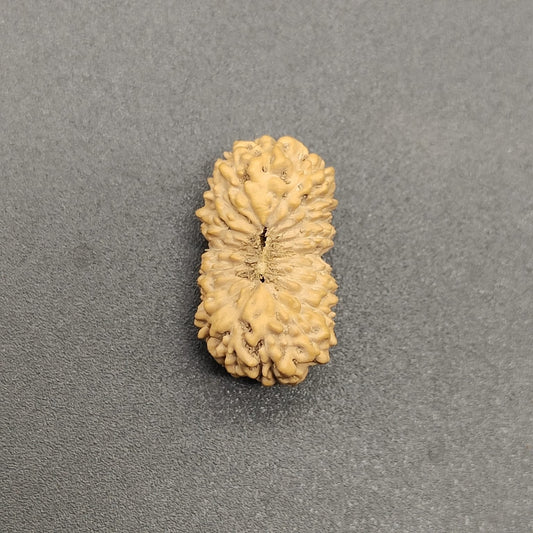 19 Mukhi / Nineteen Face Java Rudraksha 18.57mm