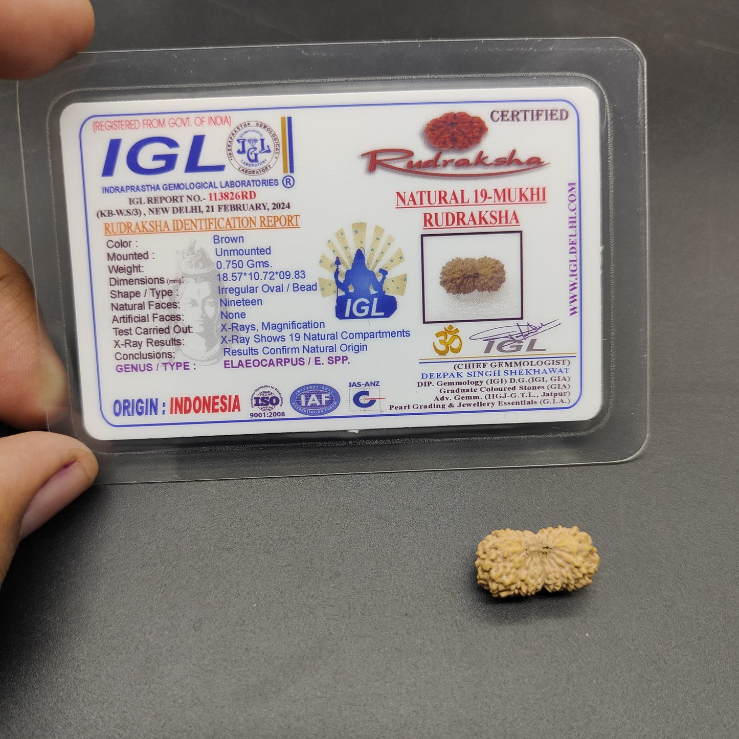 19 Mukhi / Nineteen Face Java Rudraksha 18.57mm