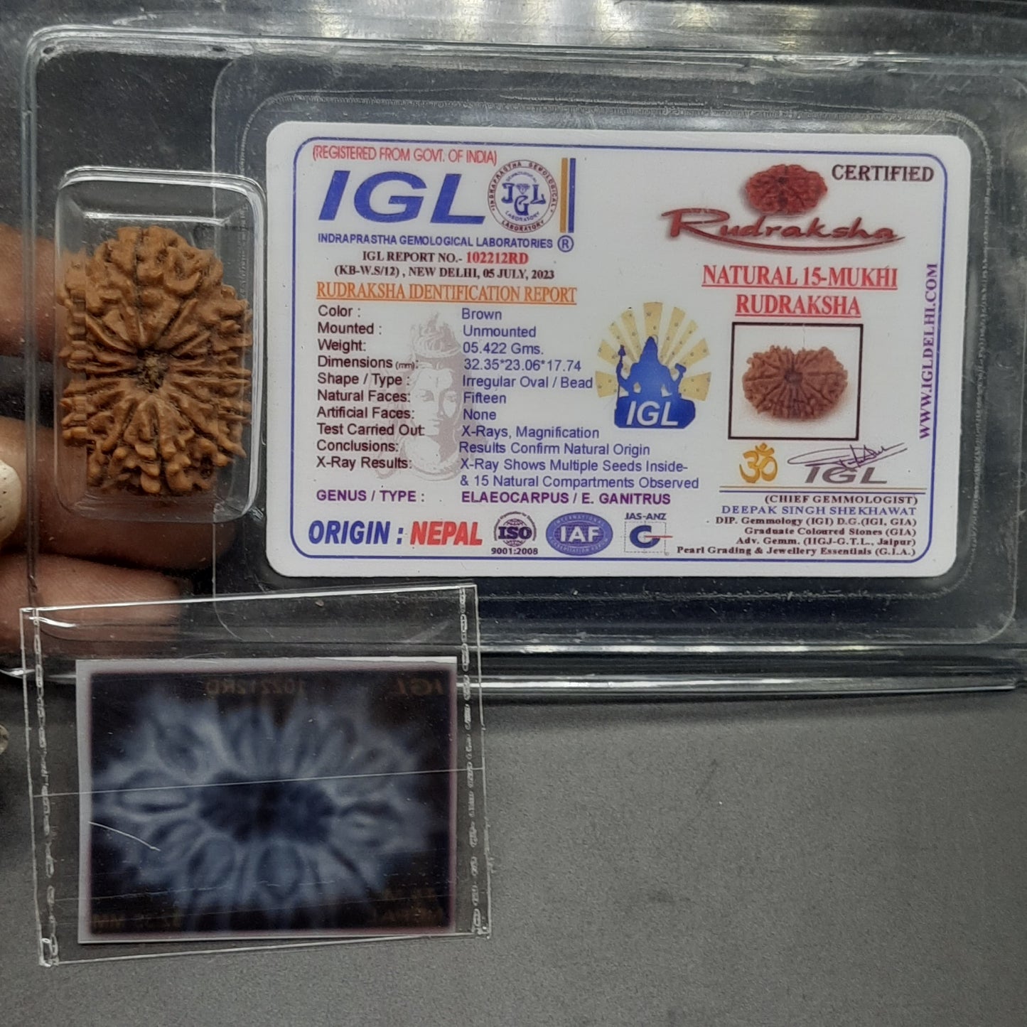 15 Mukhi Fifteen Face Super Collector Nepal Rudraksha Bead For Jewelry or Pendant 32.35mm, 05.422gram IGL Lab Certified