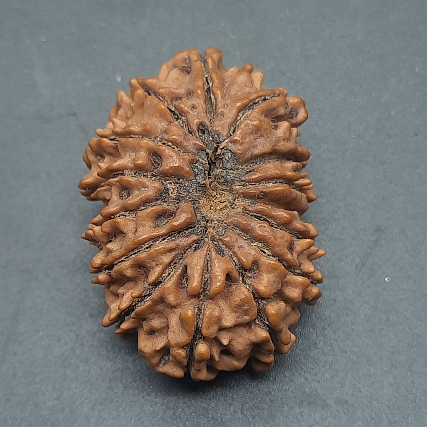15 Mukhi Fifteen Face Super Collector Nepal Rudraksha Bead For Jewelry or Pendant 32.35mm, 05.422gram IGL Lab Certified