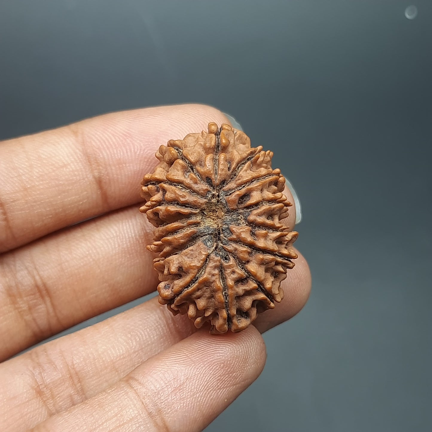 15 Mukhi Fifteen Face Super Collector Nepal Rudraksha Bead For Jewelry or Pendant 32.35mm, 05.422gram IGL Lab Certified