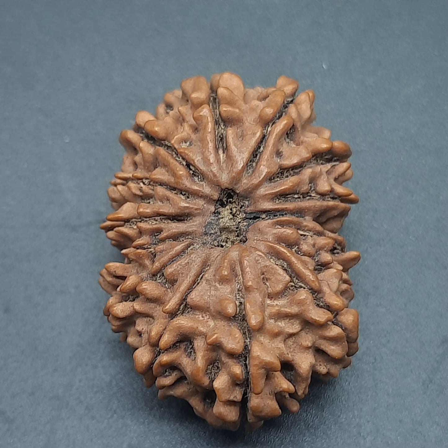 15 Mukhi Fifteen Face Super Collector Nepal Rudraksha Bead For Jewelry or Pendant 32.35mm, 05.422gram IGL Lab Certified