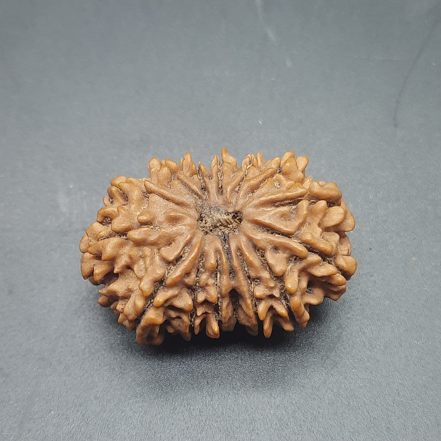 15 Mukhi Fifteen Face Super Collector Nepal Rudraksha Bead For Jewelry or Pendant 32.35mm, 05.422gram IGL Lab Certified