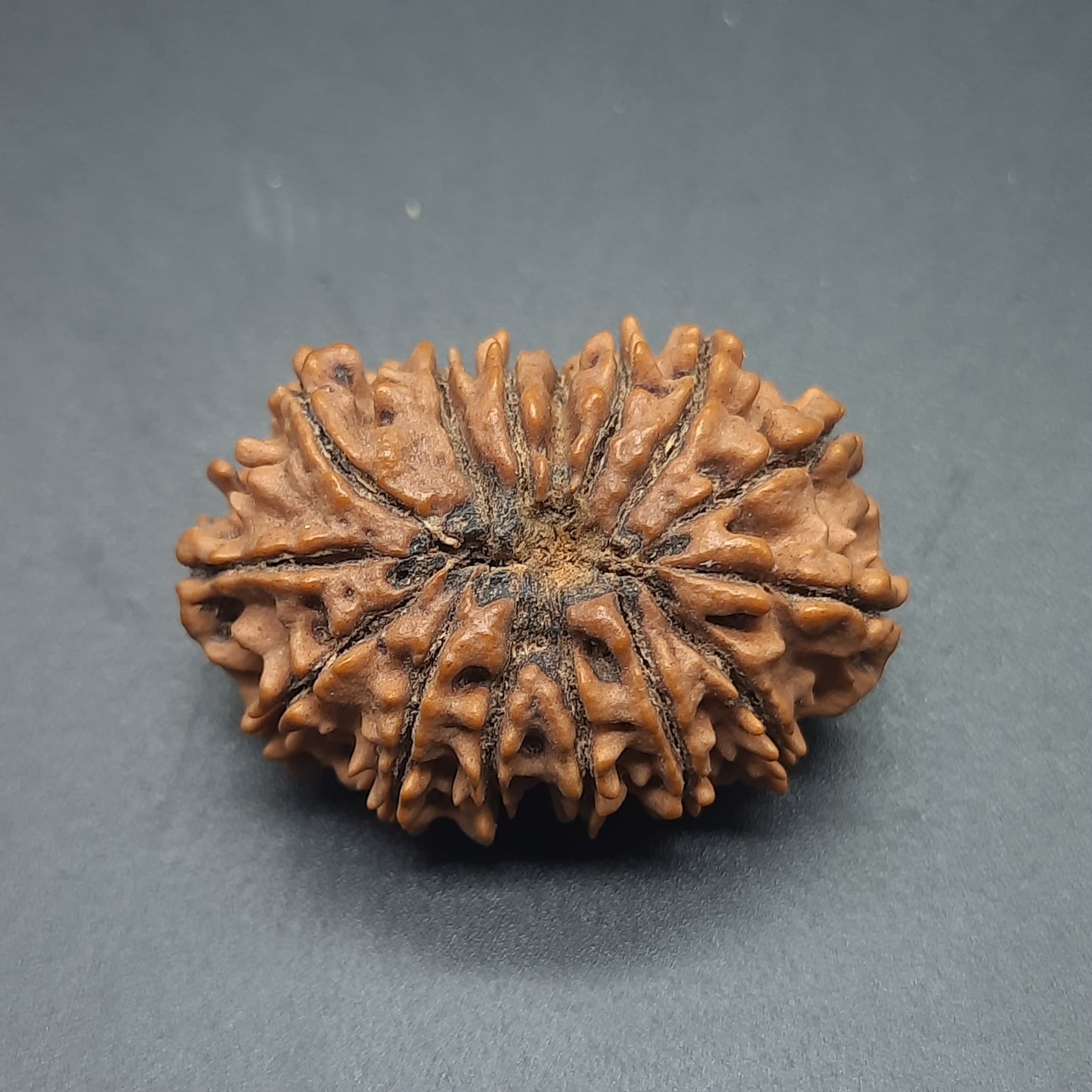 15 Mukhi Fifteen Face Super Collector Nepal Rudraksha Bead For Jewelry or Pendant 32.35mm, 05.422gram IGL Lab Certified
