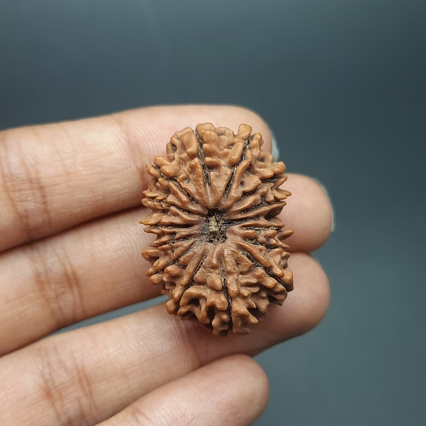 15 Mukhi Fifteen Face Super Collector Nepal Rudraksha Bead For Jewelry or Pendant 32.35mm, 05.422gram IGL Lab Certified
