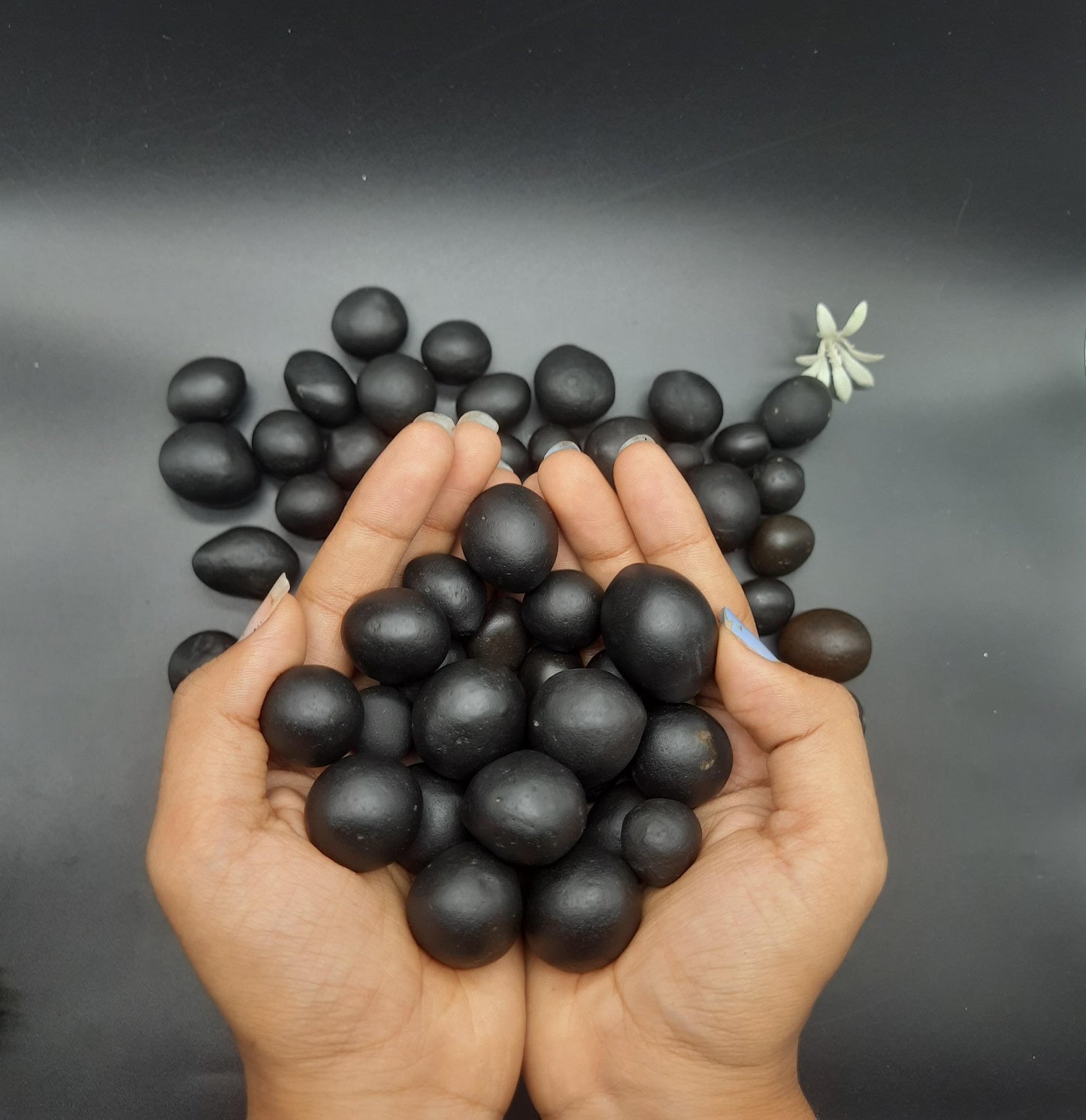 Small Gopal Shaligram for Donation - from Gandaki River Nepal 15-30mm
