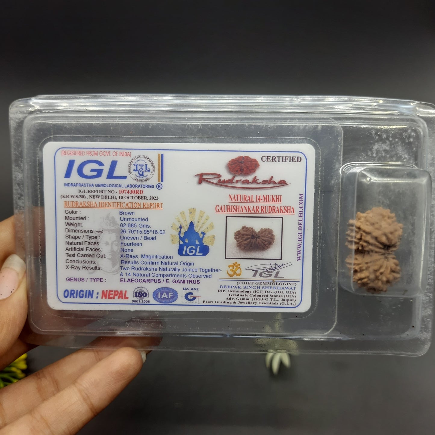 14 Mukhi Gauri Shankar Nepal Rudraksha | IGL Lab Certified | 26.70mm