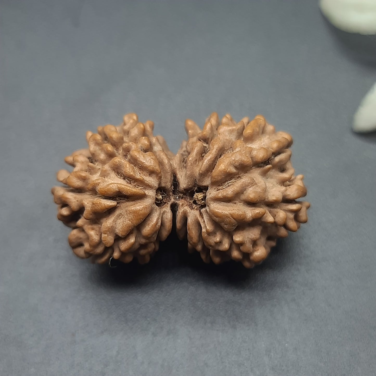 14 Mukhi Gauri Shankar Nepal Rudraksha | IGL Lab Certified | 26.70mm