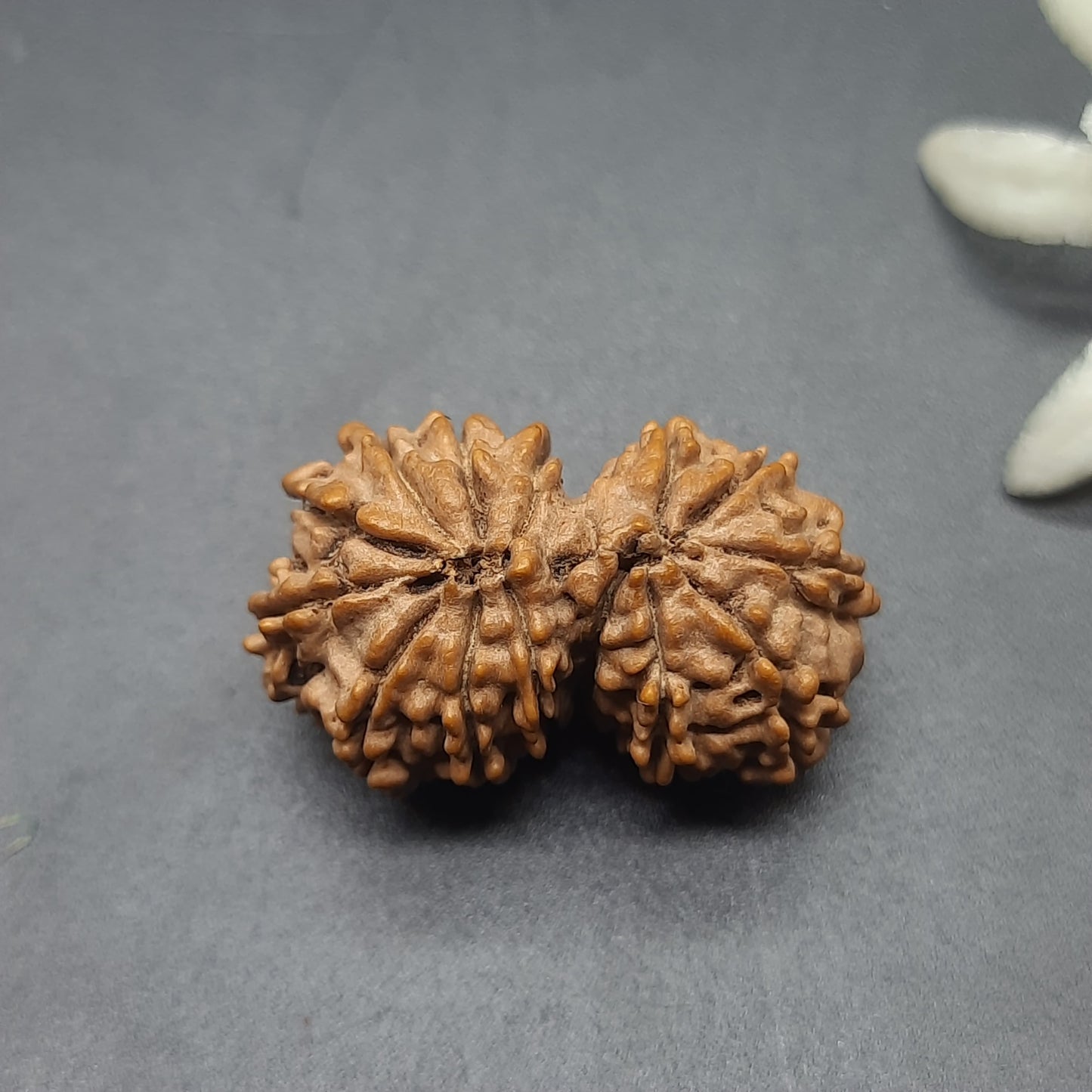 14 Mukhi Gauri Shankar Nepal Rudraksha | IGL Lab Certified | 26.70mm