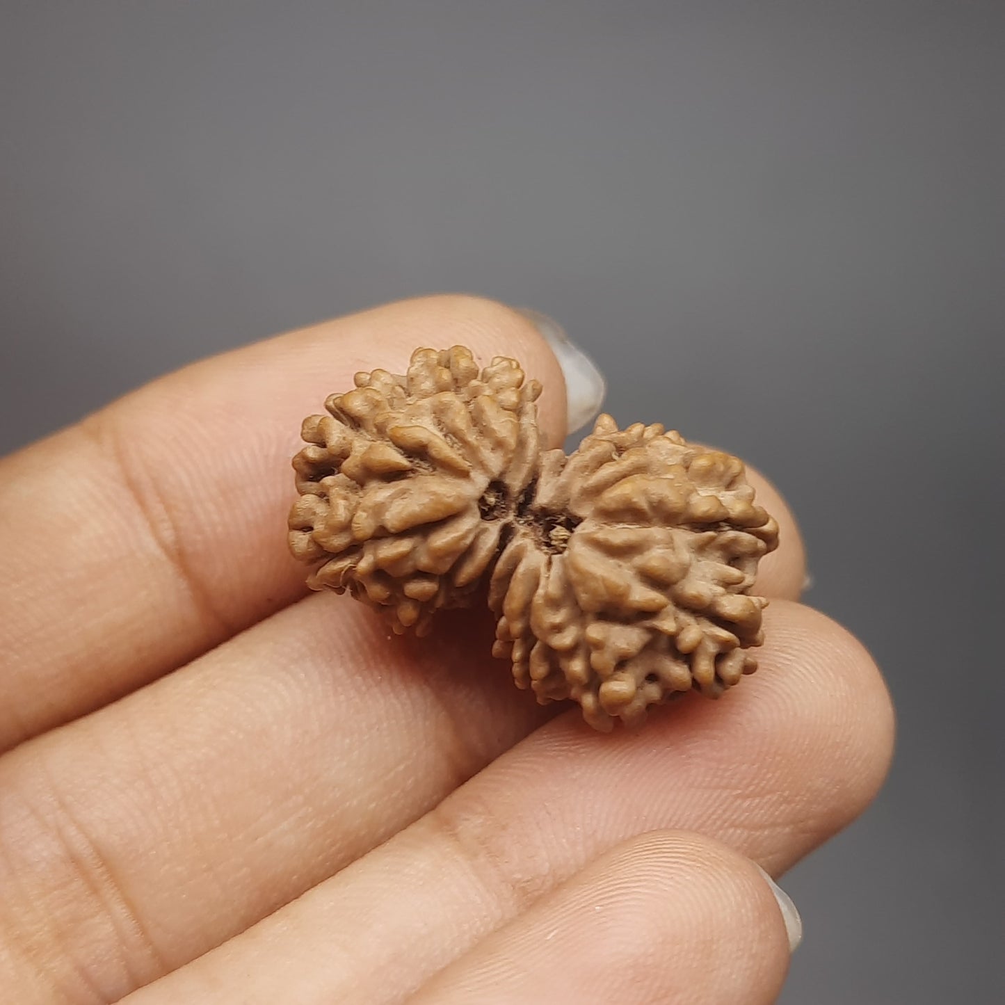 14 Mukhi Gauri Shankar Nepal Rudraksha | IGL Lab Certified | 26.70mm
