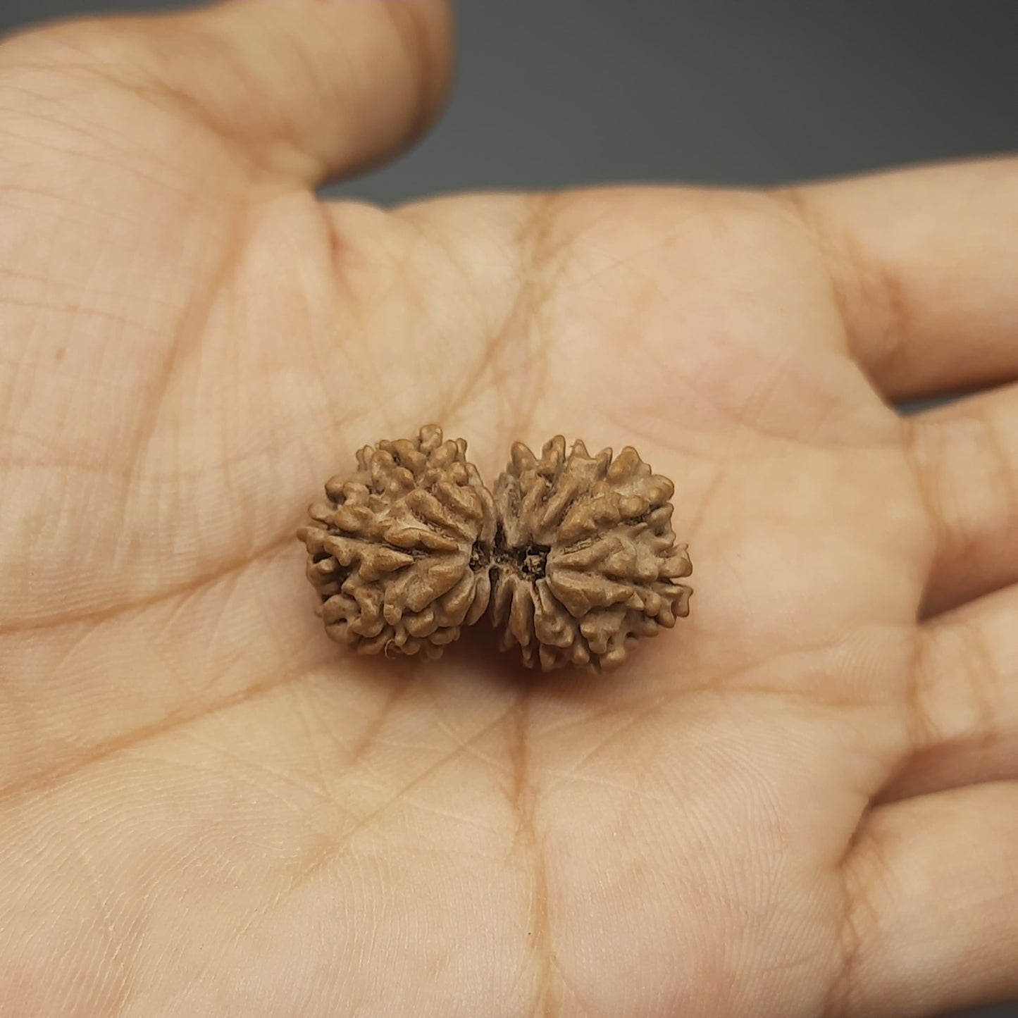 14 Mukhi Gauri Shankar Nepal Rudraksha | IGL Lab Certified | 26.70mm