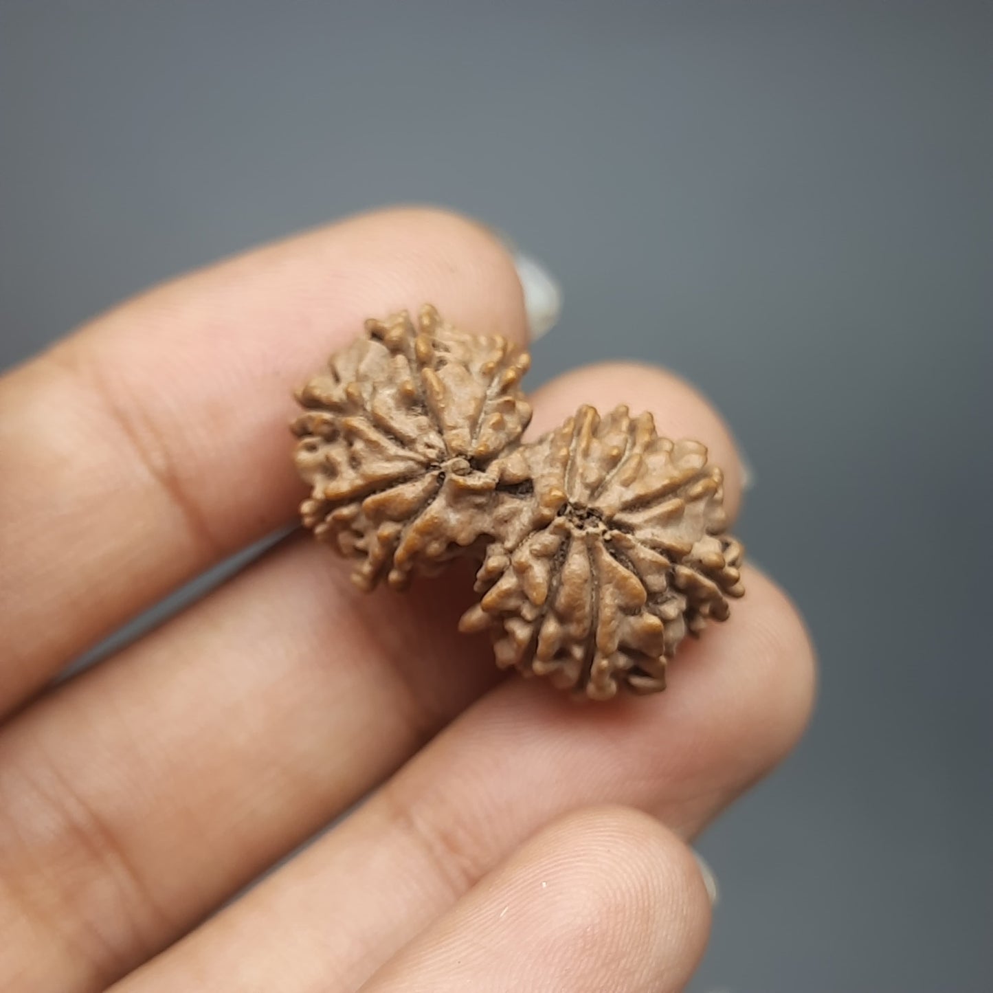 14 Mukhi Gauri Shankar Nepal Rudraksha | IGL Lab Certified | 26.70mm