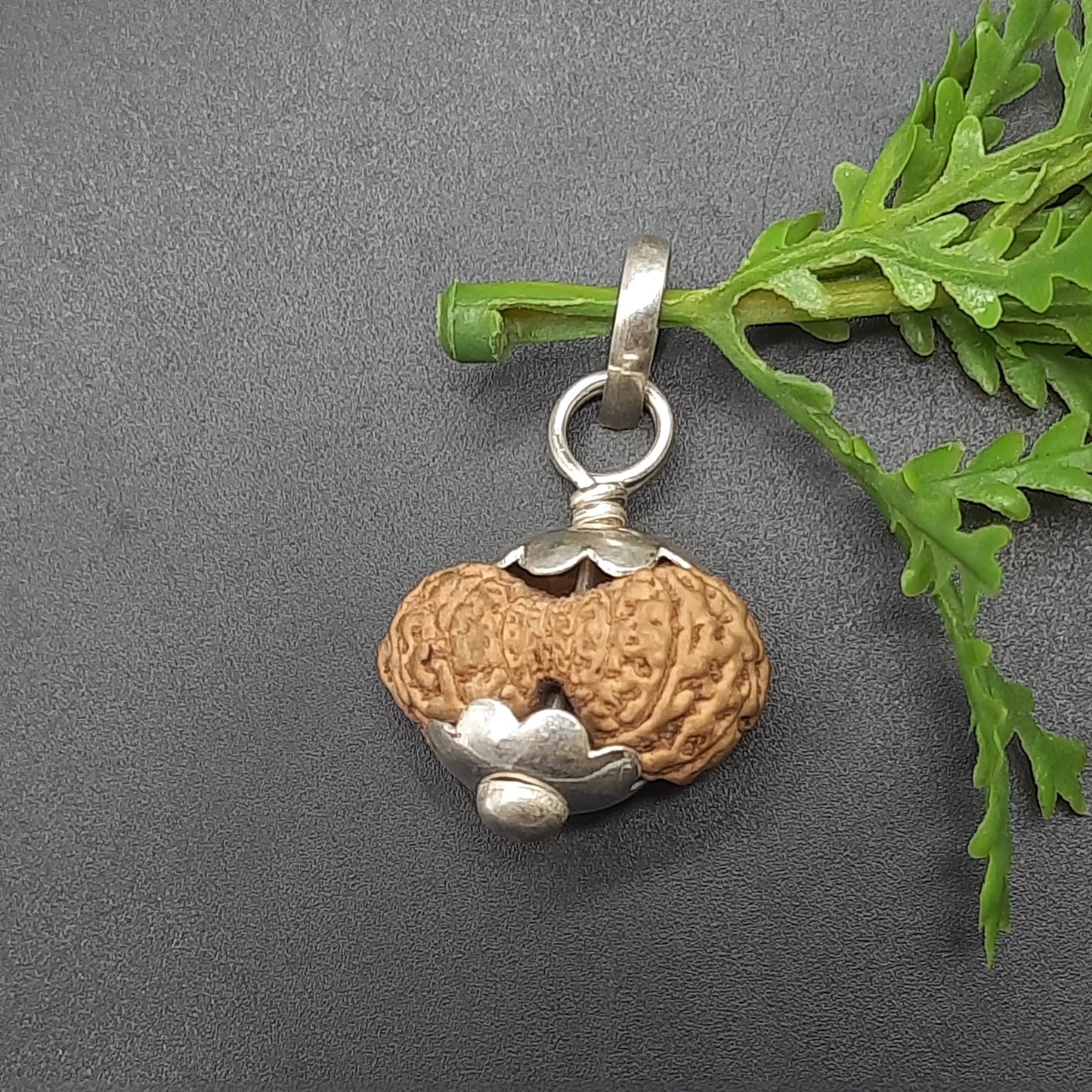 18 Mukhi Collector Java Rudraksha With Pure Silver Pendant | IGL lab Certified | 20.82mm