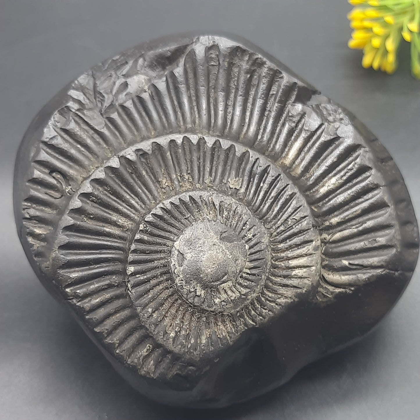 Natural Sudarshan Shaligram For Home, Office or Temple | Sourced from Gandaki River, Nepal 620-630 grams