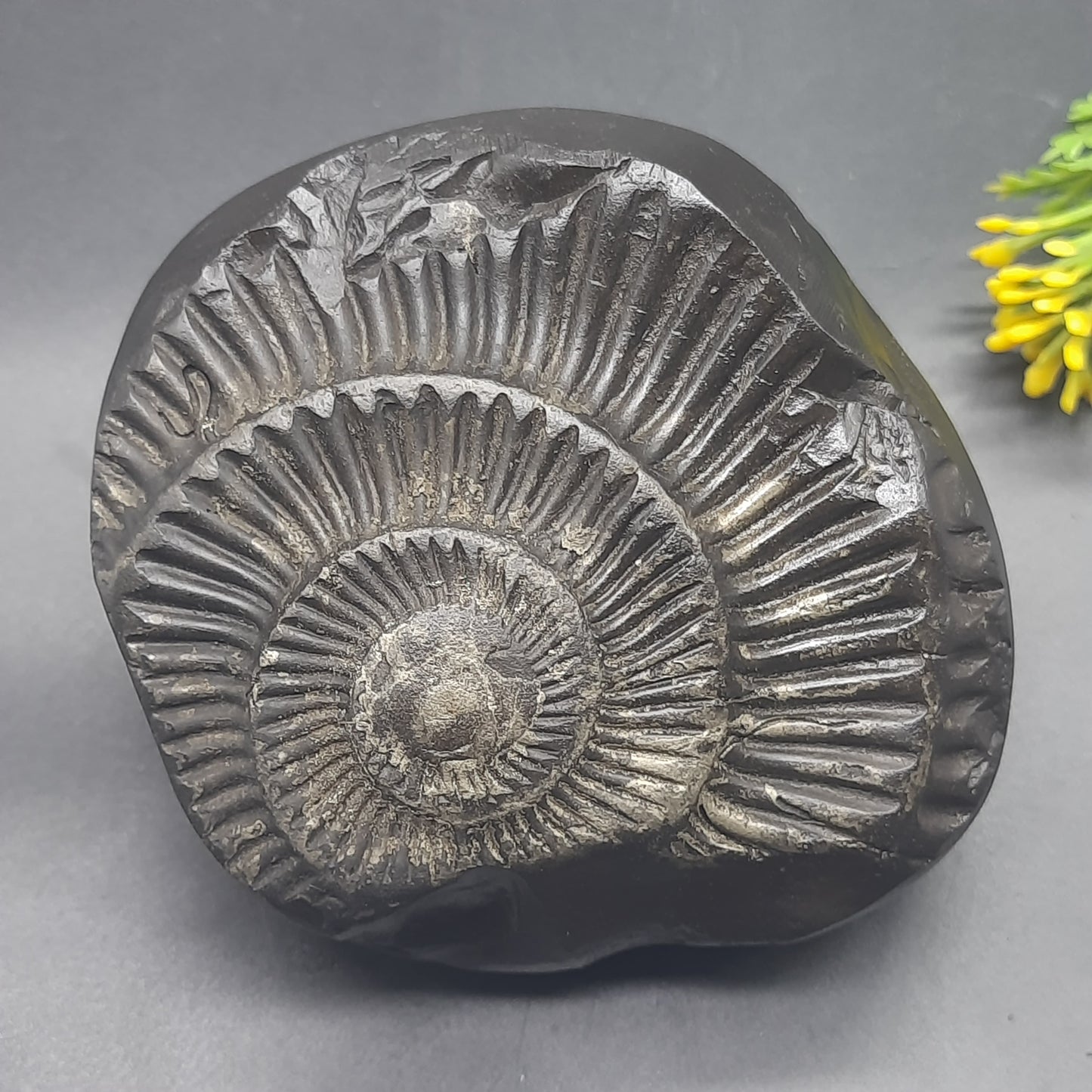 Natural Sudarshan Shaligram For Home, Office or Temple | Sourced from Gandaki River, Nepal 620-630 grams