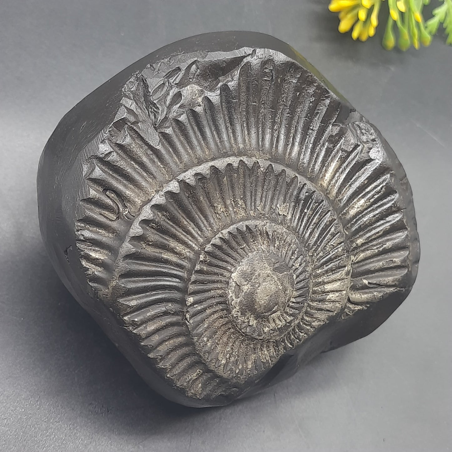 Natural Sudarshan Shaligram For Home, Office or Temple | Sourced from Gandaki River, Nepal 620-630 grams