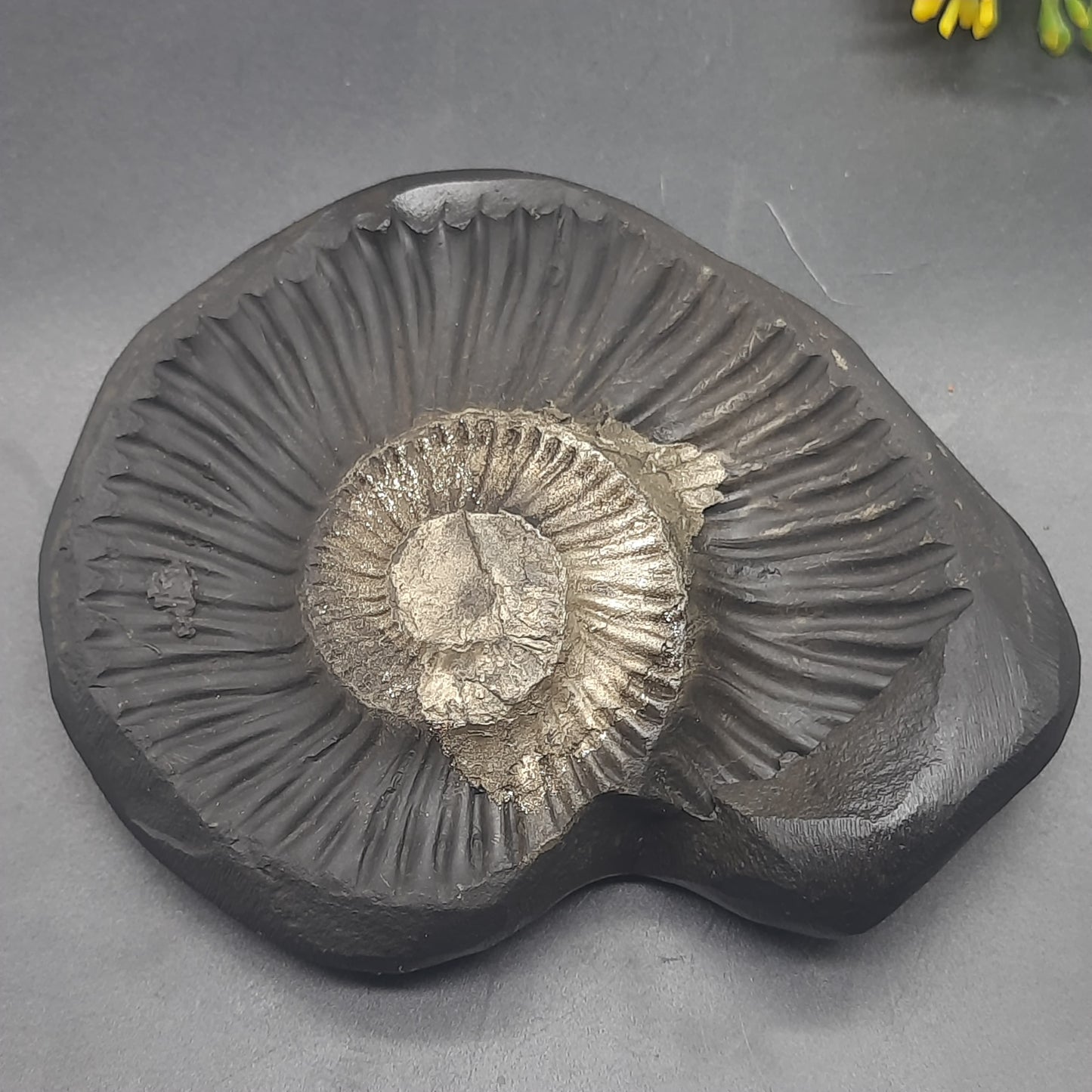 Natural Sudarshan Shaligram For Home, Office or Temple | Sourced from Gandaki River, Nepal 310gram