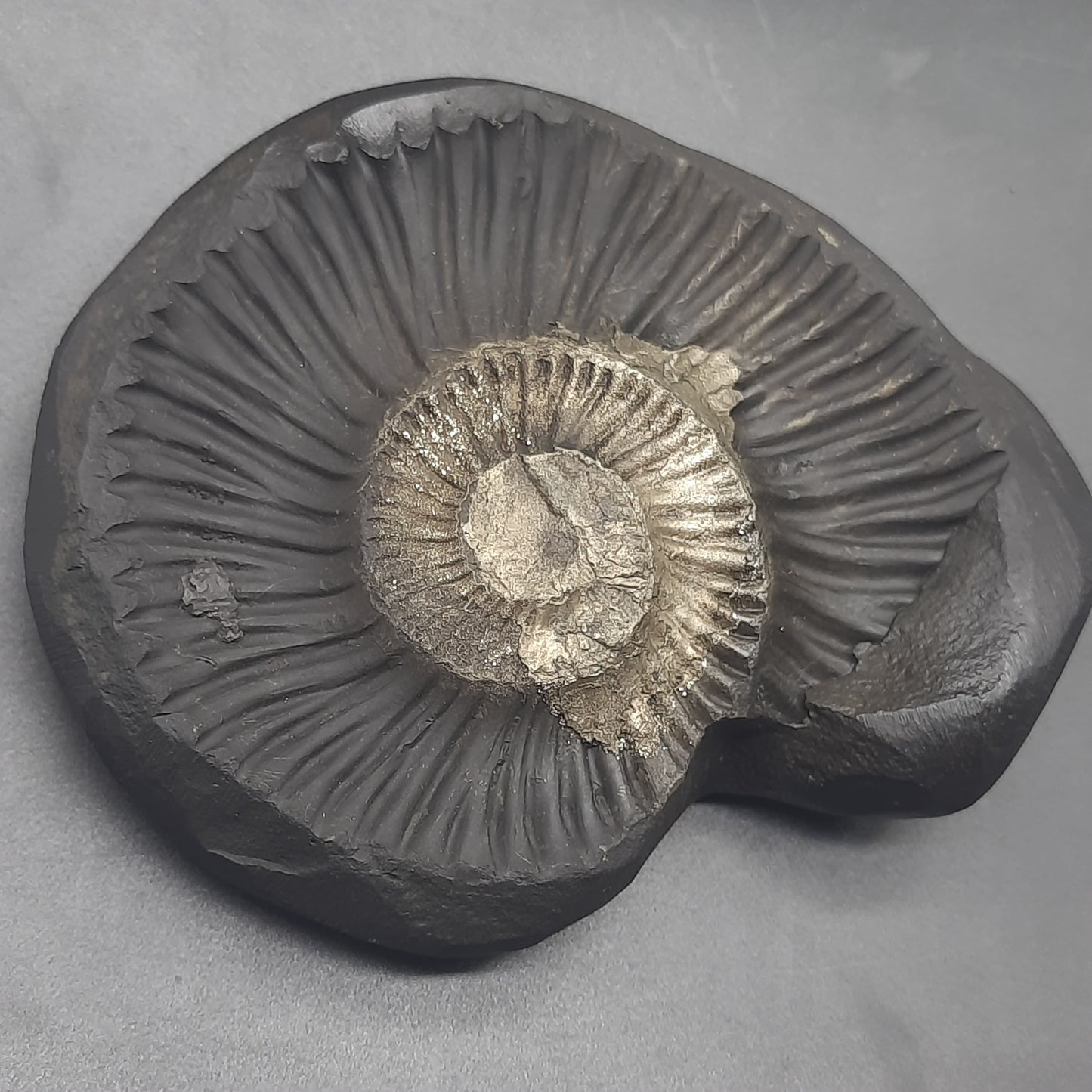 Natural Sudarshan Shaligram For Home, Office or Temple | Sourced from Gandaki River, Nepal 310gram