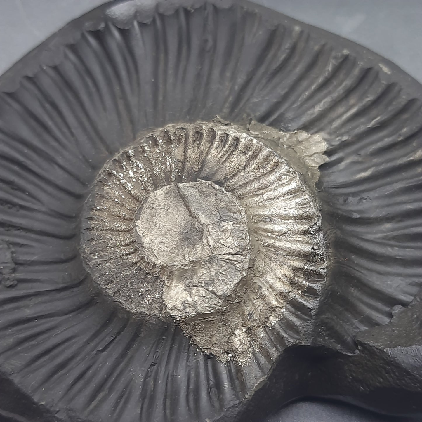 Natural Sudarshan Shaligram For Home, Office or Temple | Sourced from Gandaki River, Nepal 310gram