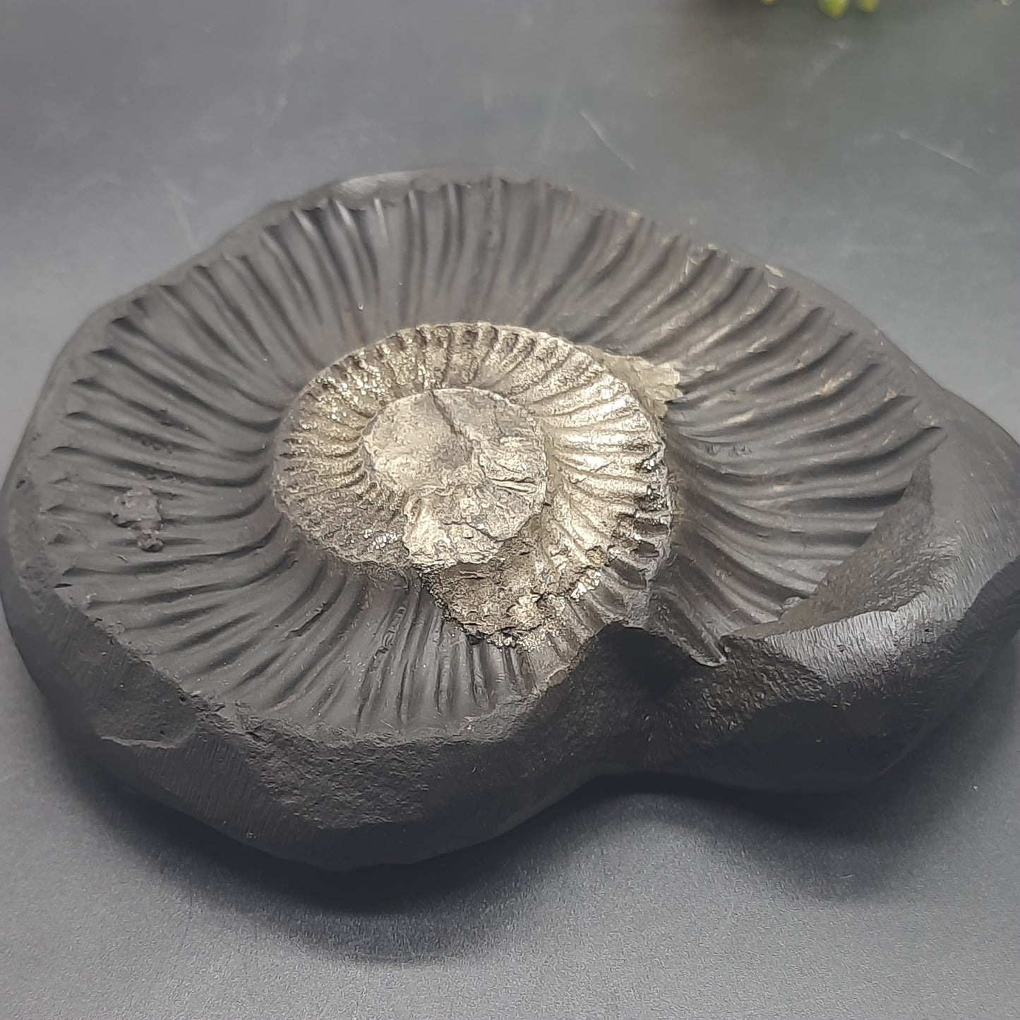 Natural Sudarshan Shaligram For Home, Office or Temple | Sourced from Gandaki River, Nepal 310gram