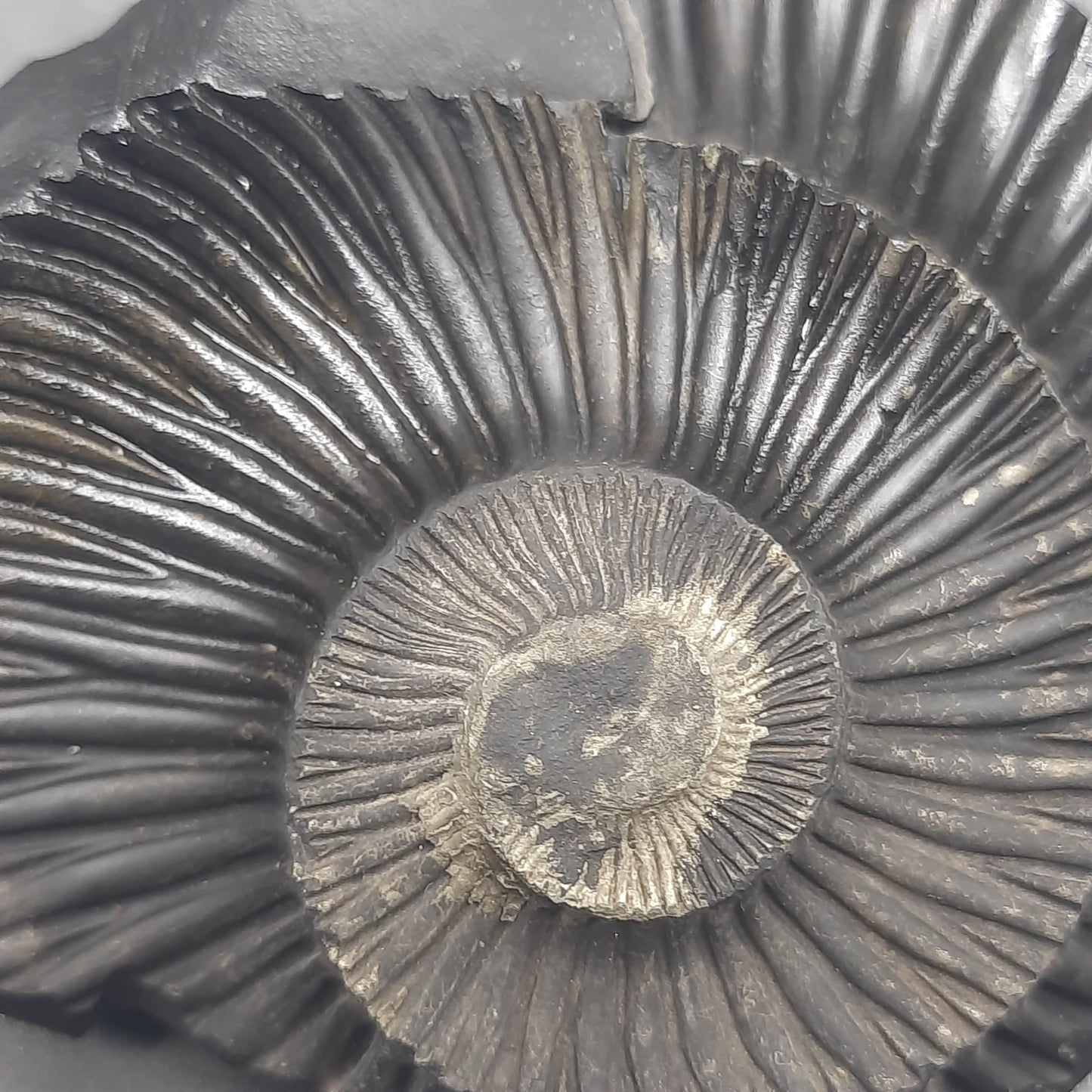 Natural Sudarshan Shaligram For Home, Office or Temple | Sourced from Gandaki River, Nepal 190-200 grams