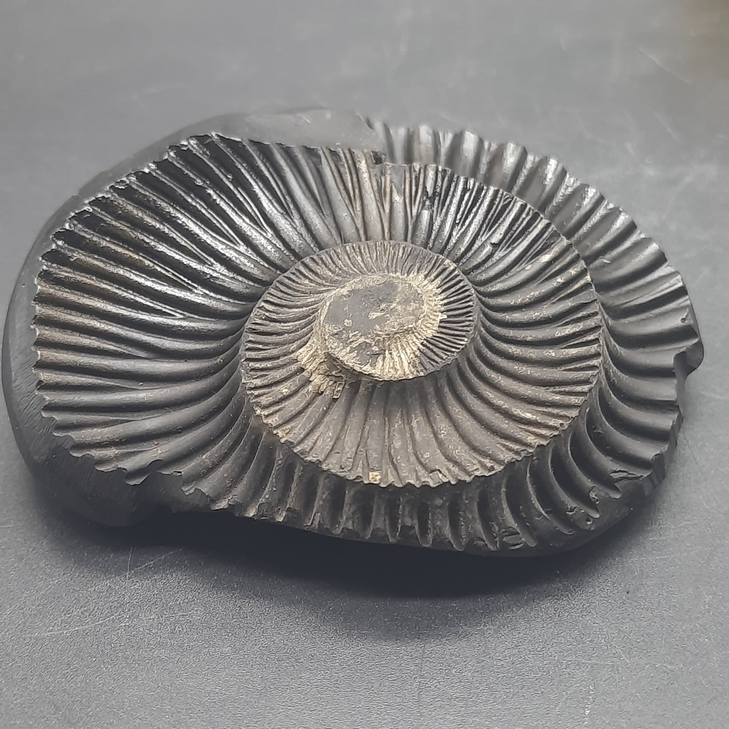 Natural Sudarshan Shaligram For Home, Office or Temple | Sourced from Gandaki River, Nepal 190-200 grams