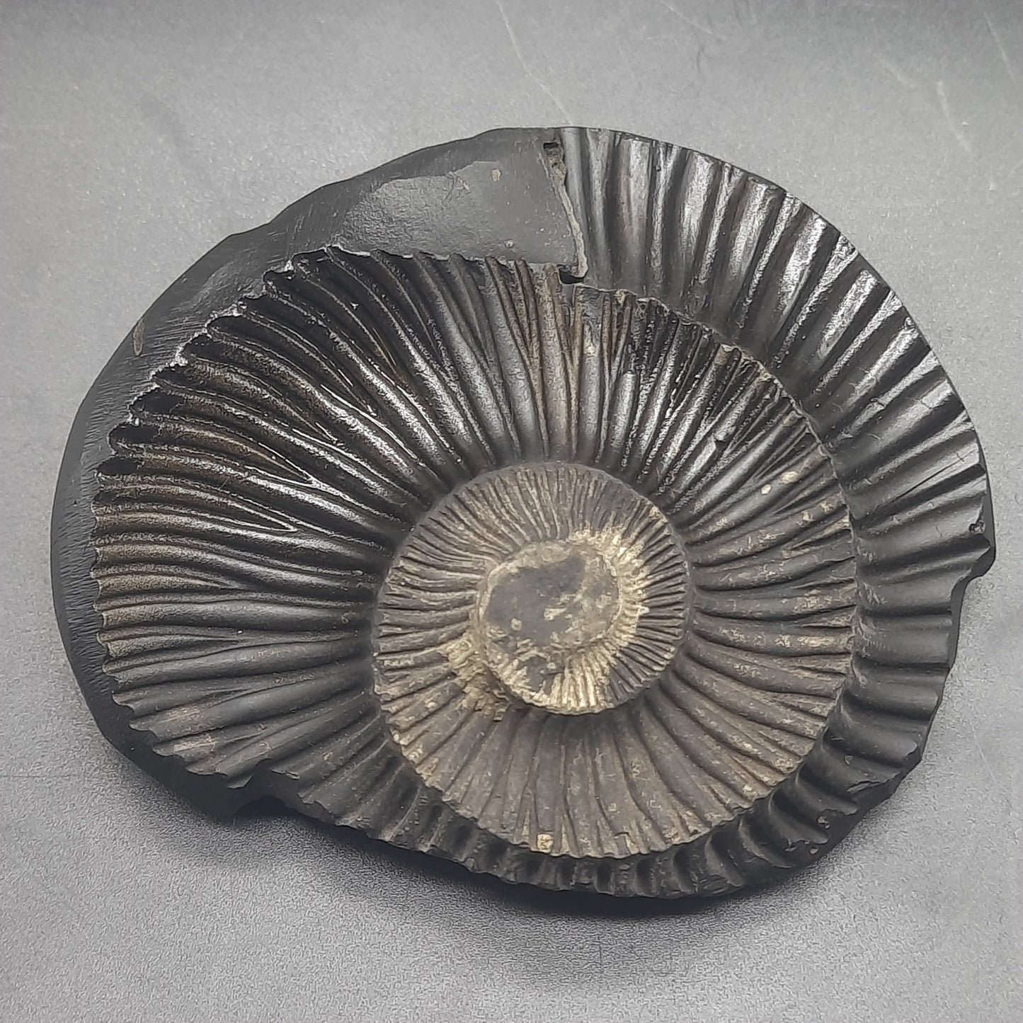 Natural Sudarshan Shaligram For Home, Office or Temple | Sourced from Gandaki River, Nepal 190-200 grams