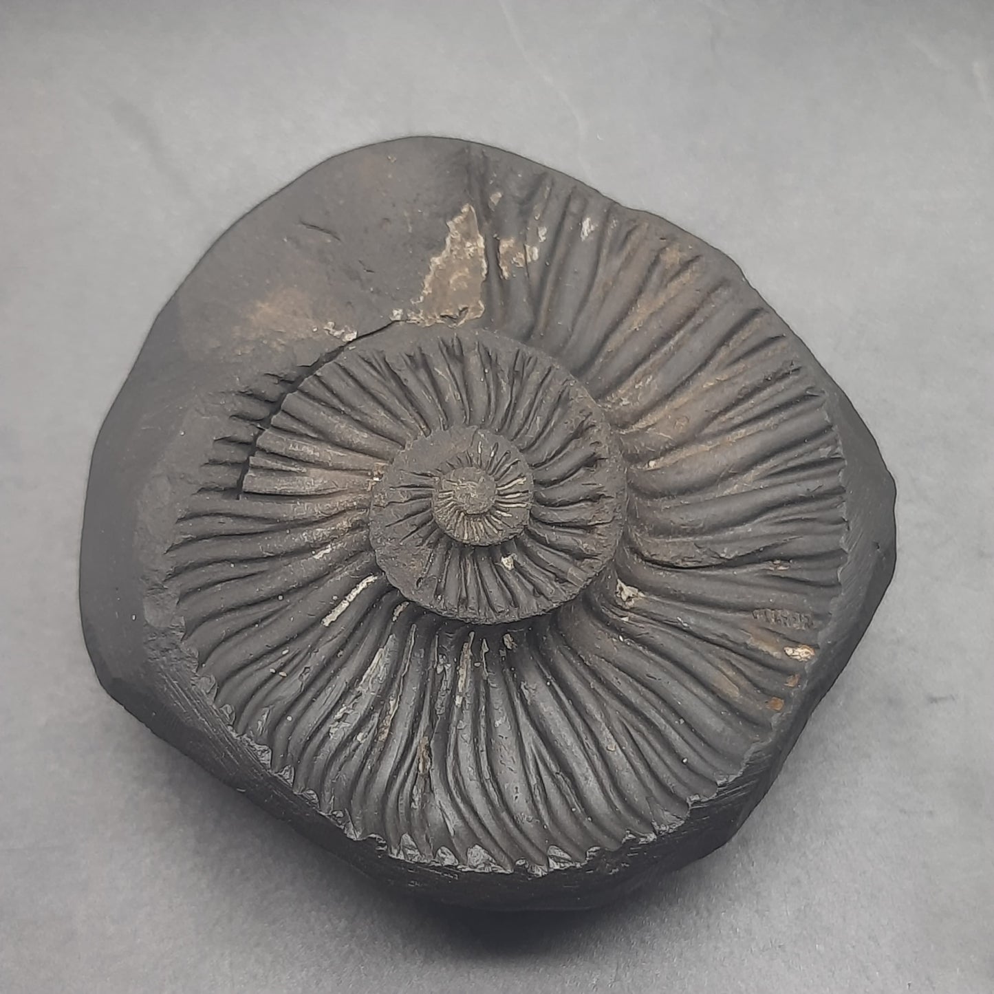 Natural Sudarshan Shaligram For Home, Office or Temple | Sourced from Gandaki River, Nepal 150-160 gram