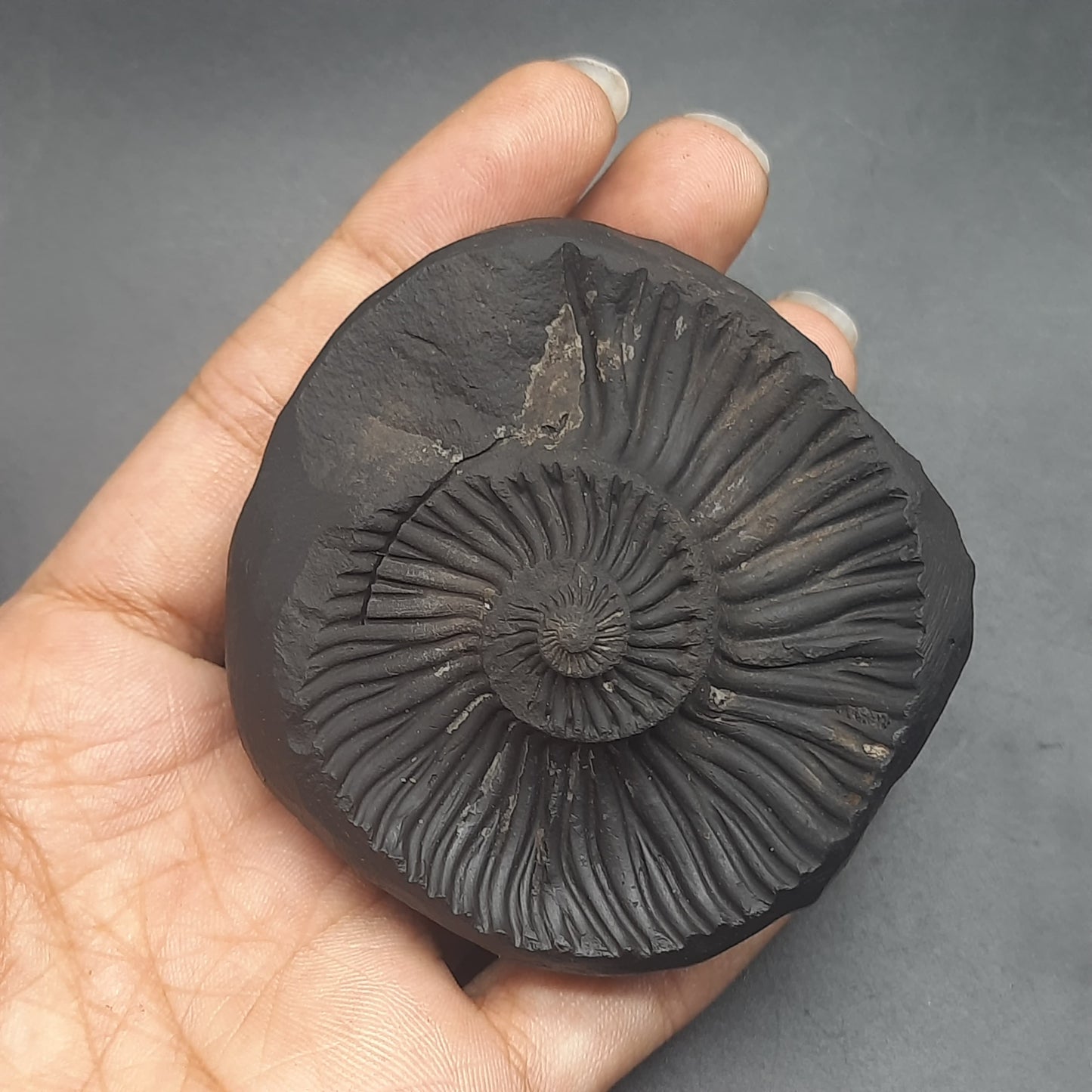 Natural Sudarshan Shaligram For Home, Office or Temple | Sourced from Gandaki River, Nepal 150-160 gram