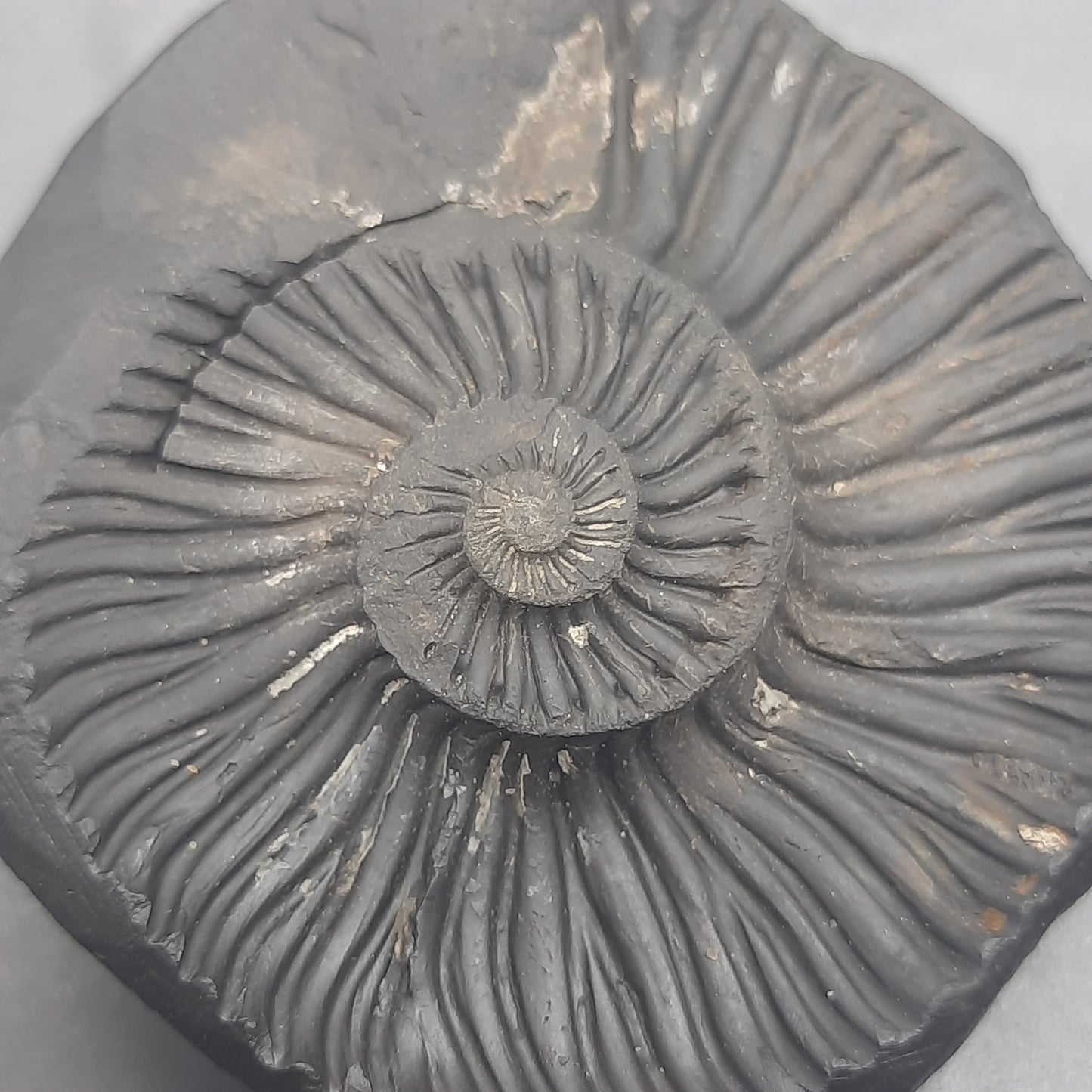 Natural Sudarshan Shaligram For Home, Office or Temple | Sourced from Gandaki River, Nepal 150-160 gram