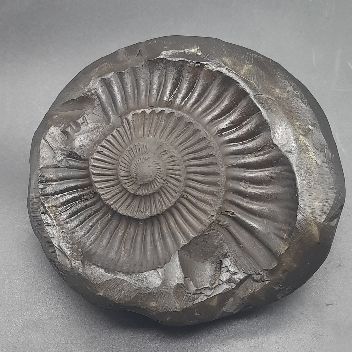 Natural Sudarshan Shaligram For Home, Office or Temple | Sourced from Gandaki River, Nepal 430-440 gram