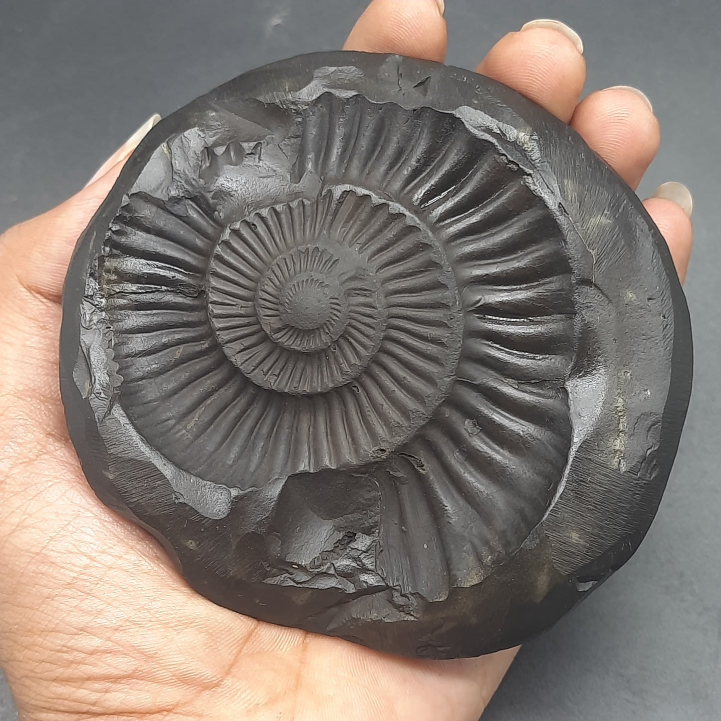 Natural Sudarshan Shaligram For Home, Office or Temple | Sourced from Gandaki River, Nepal 430-440 gram