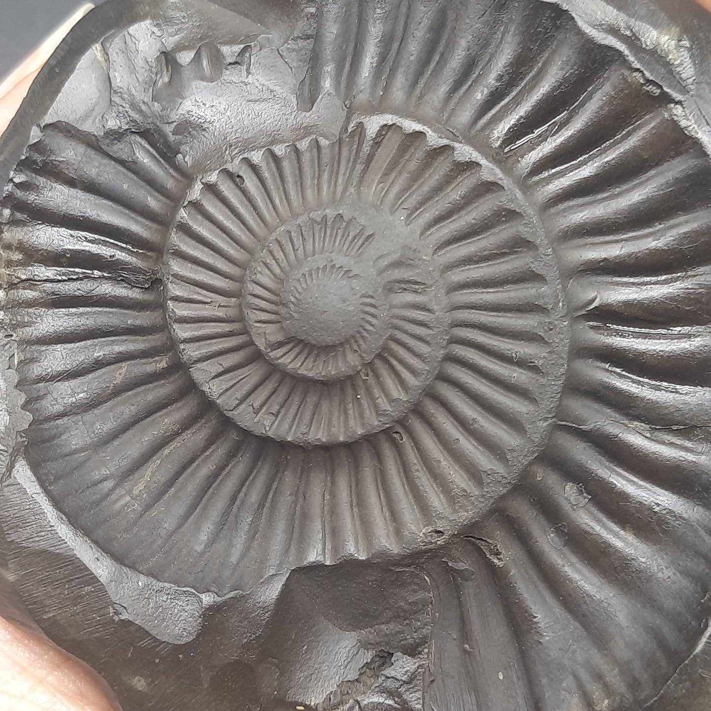 Natural Sudarshan Shaligram For Home, Office or Temple | Sourced from Gandaki River, Nepal 430-440 gram