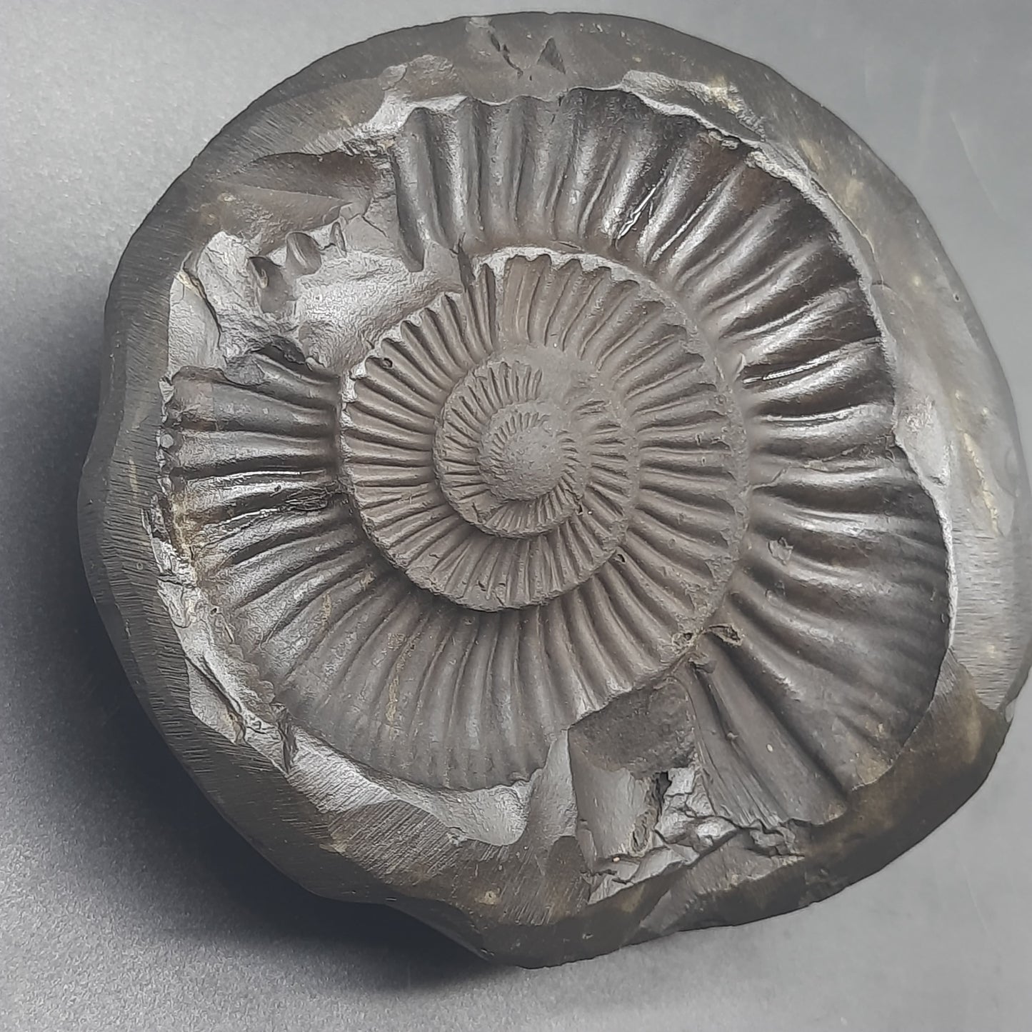 Natural Sudarshan Shaligram For Home, Office or Temple | Sourced from Gandaki River, Nepal 430-440 gram