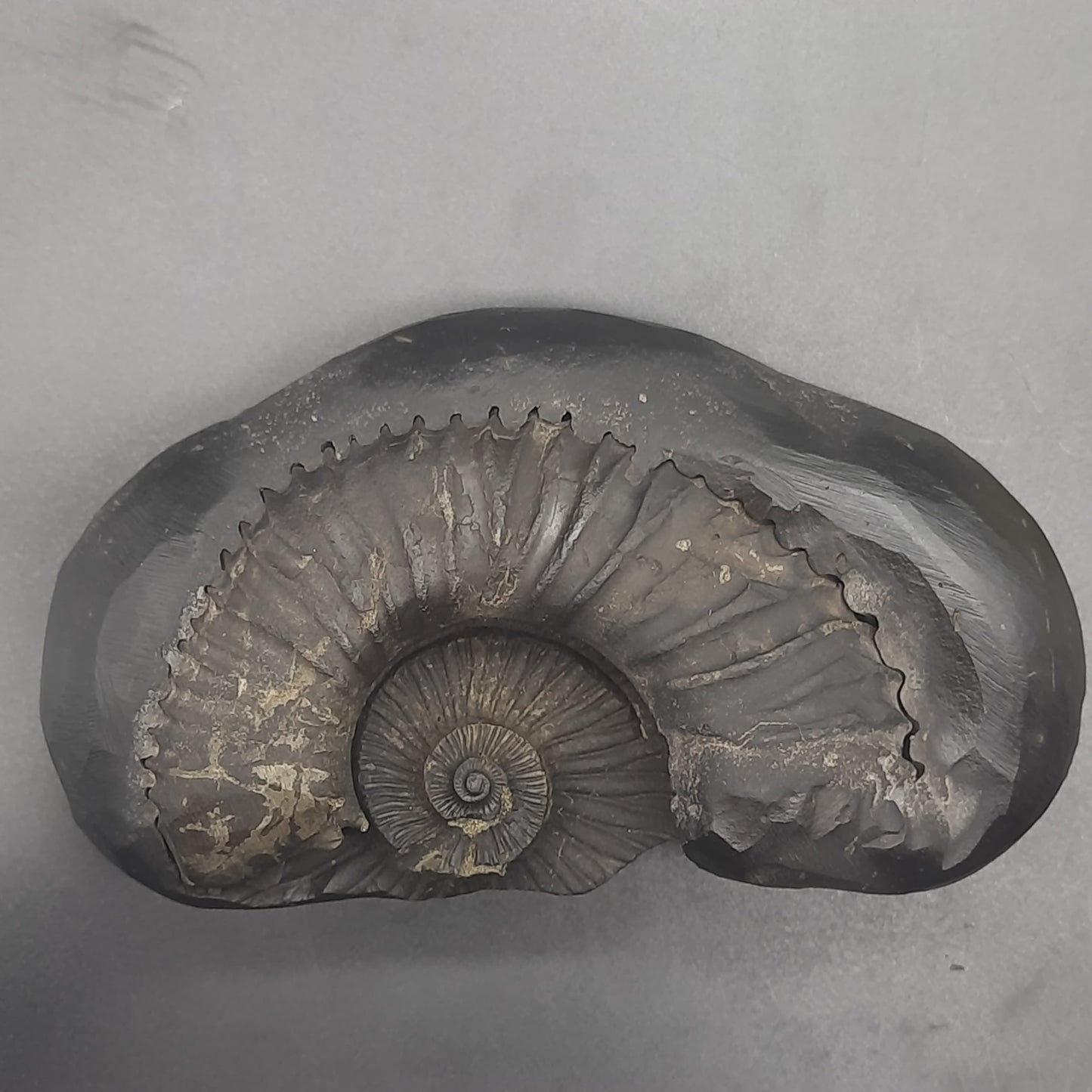 Natural Sudarshan Shaligram For Home, Office or Temple | Sourced from Gandaki River, Nepal 664 grams