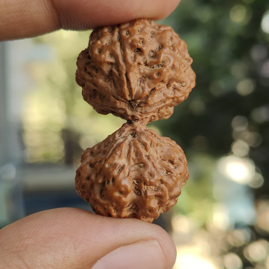 Rare 11 Mukhi Super Collector Gauri Shankar Rudraksha | 42.06mm 8.33 grams |  IGL Lab Certified