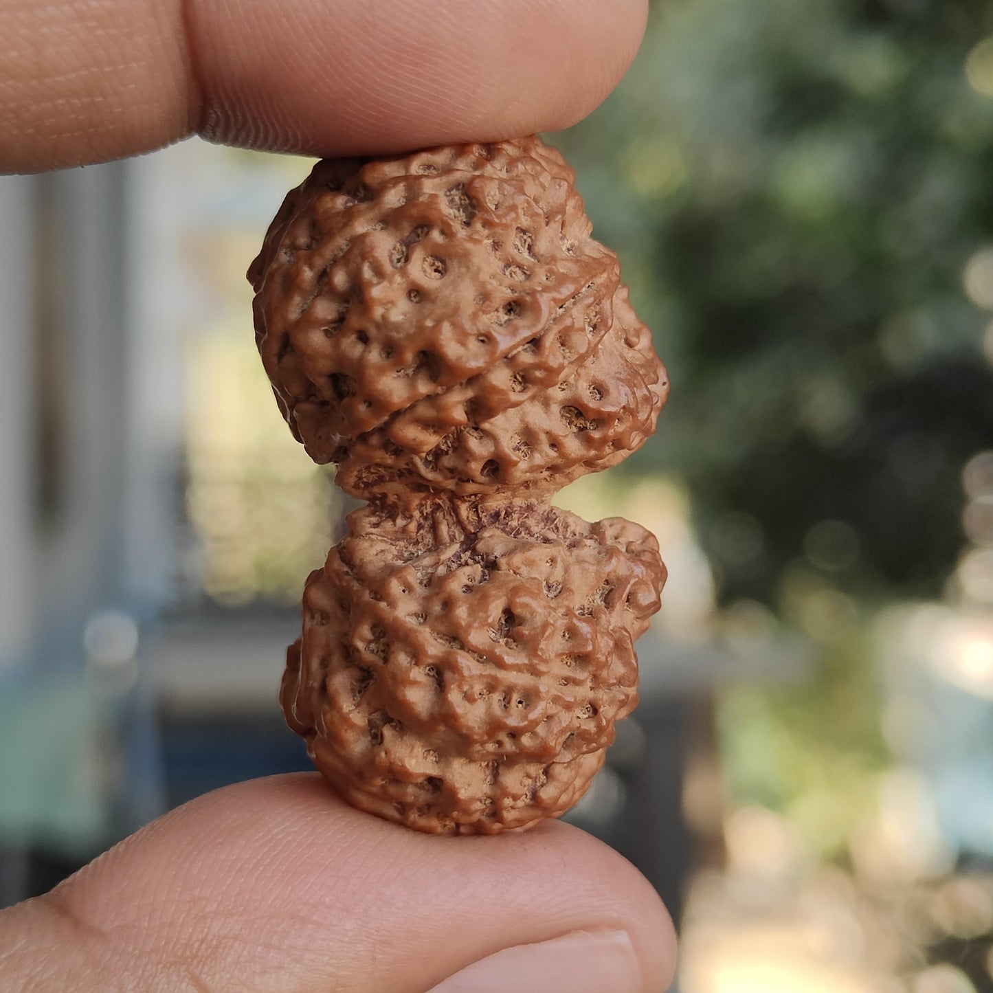 Rare 11 Mukhi Super Collector Gauri Shankar Rudraksha | 42.06mm 8.33 grams | IGL Lab Certified