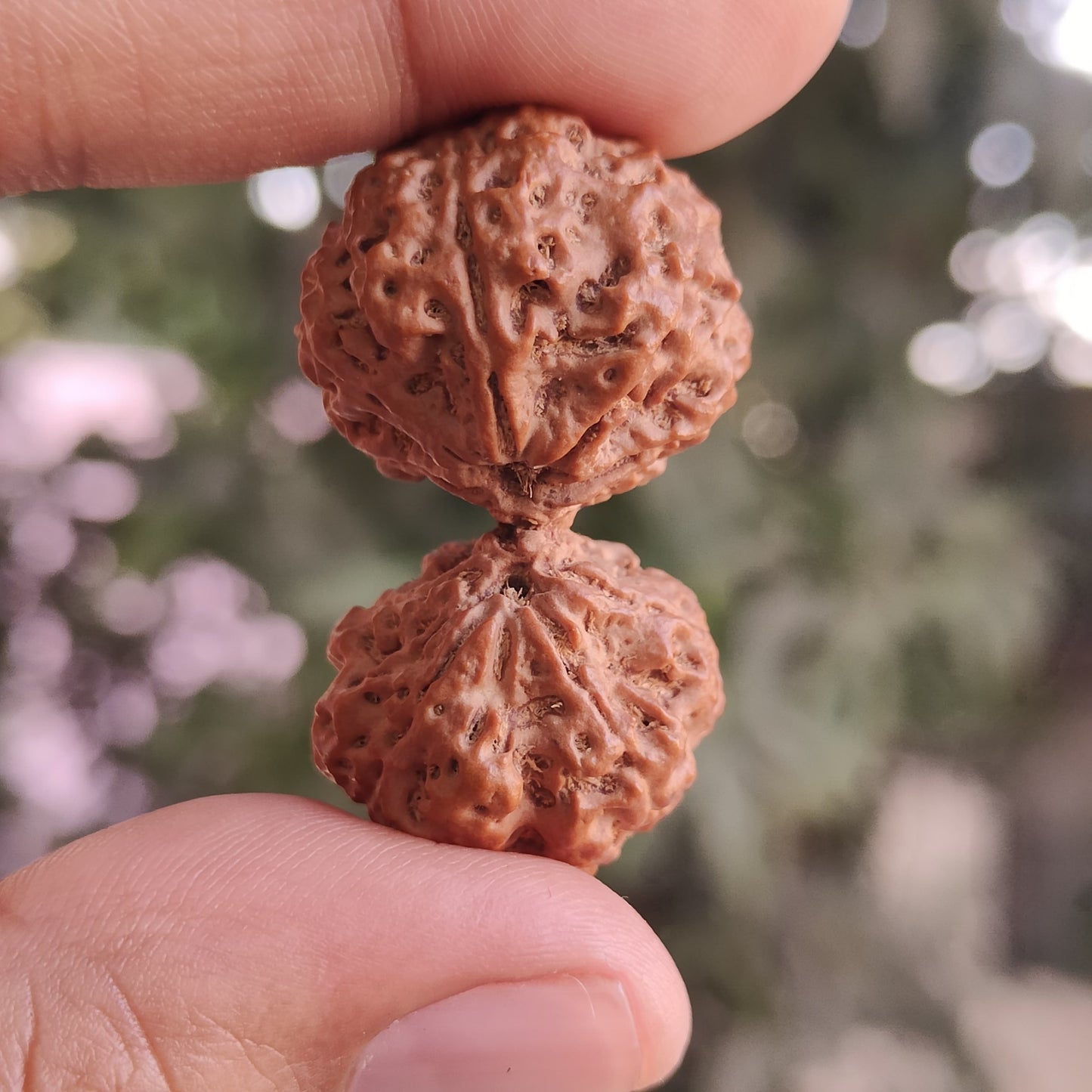 Rare 11 Mukhi Super Collector Gauri Shankar Rudraksha | 42.06mm 8.33 grams | IGL Lab Certified